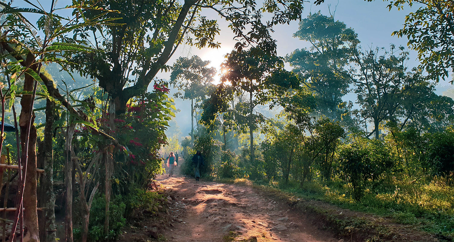 Two people walking on a sunlit dirt path through a lush forest with morning light filtering through the trees