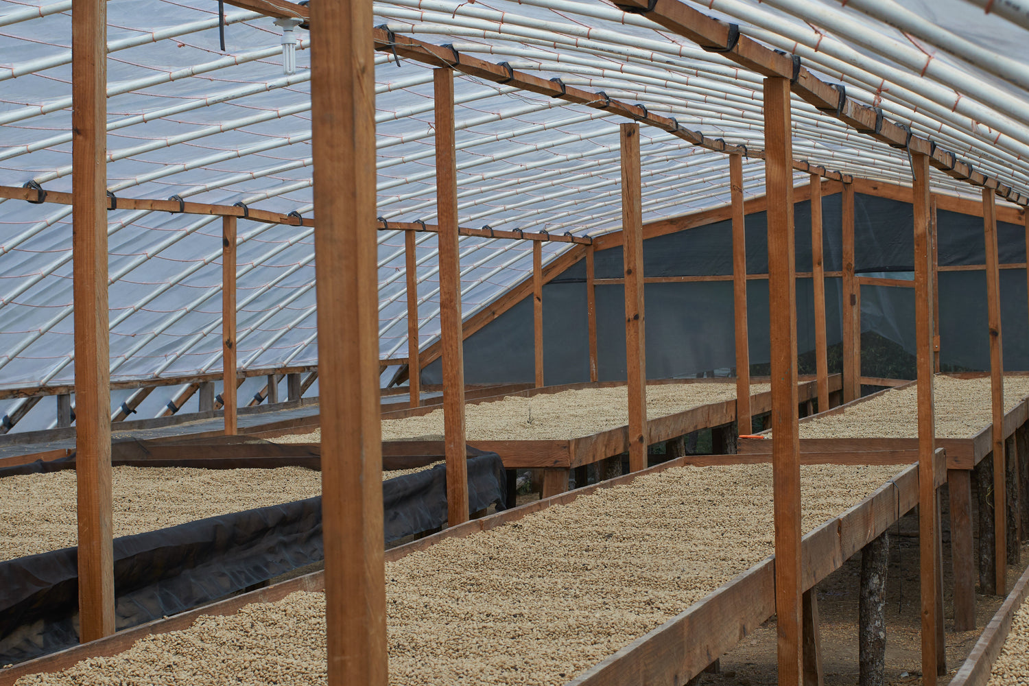 Rows of raised wooden drying beds filled with coffee beans drying inside a plastic-covered greenhouse at La Cueva, Honduras