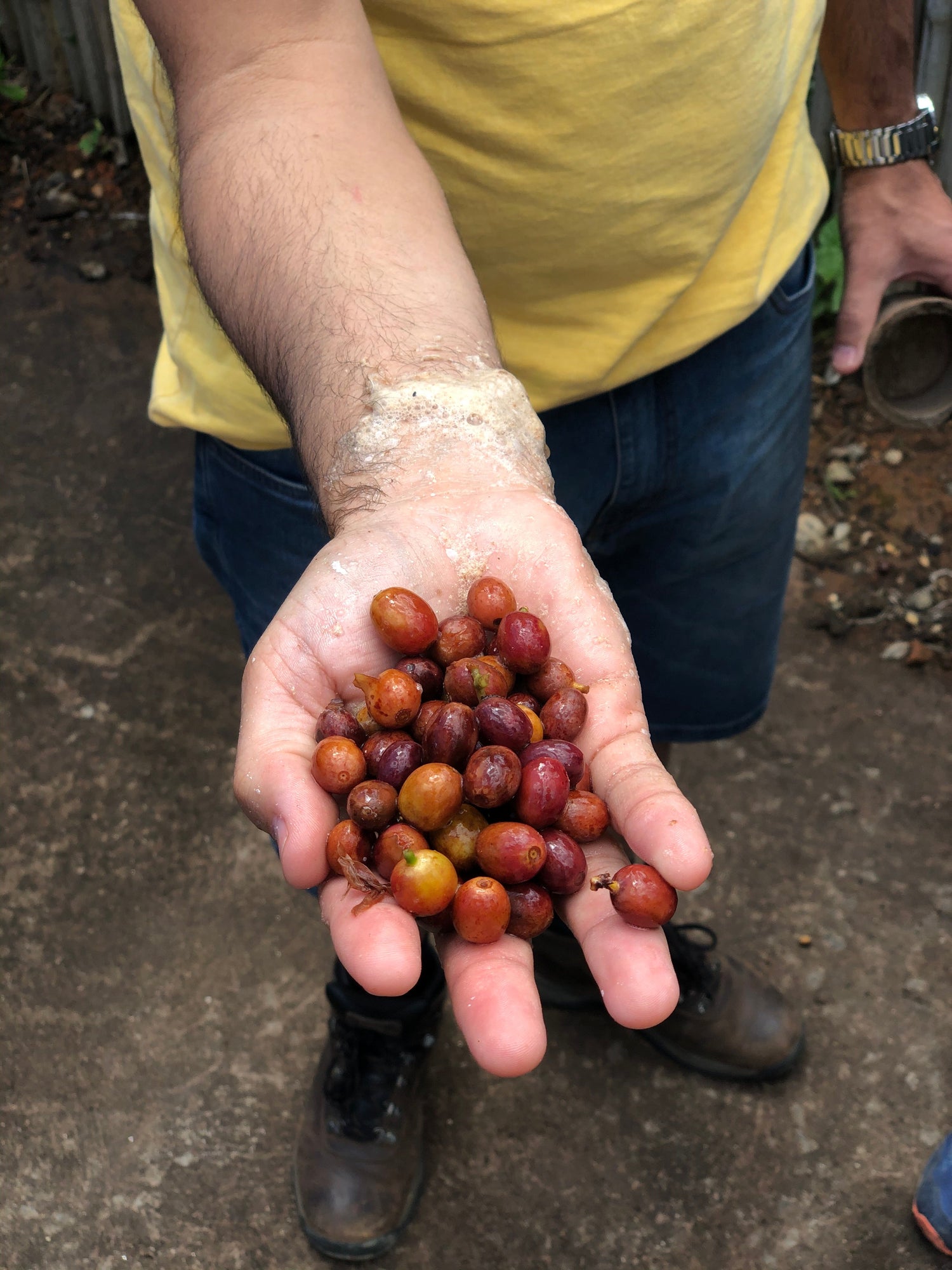 A person holding a handful of ripe red and yellow coffee cherries on a farm path
