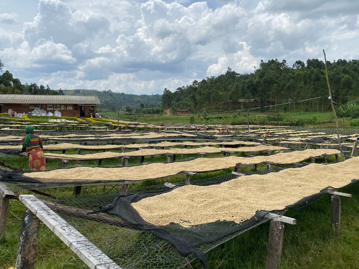 Workers spreading coffee beans on raised drying beds at the Yandaro station in Burundi under a cloudy sky