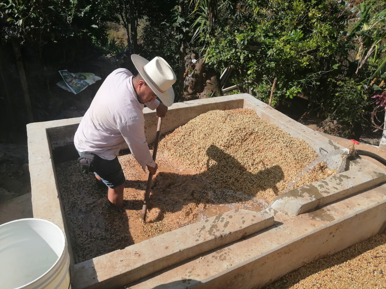 Farm worker stirring coffee pulp in a concrete fermentation tank at Finca Teresa in Mexico