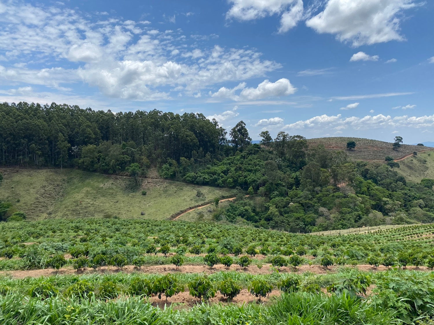 Rows of young coffee plants on a green Brazilian hillside farm with forested slopes and a partly cloudy blue sky