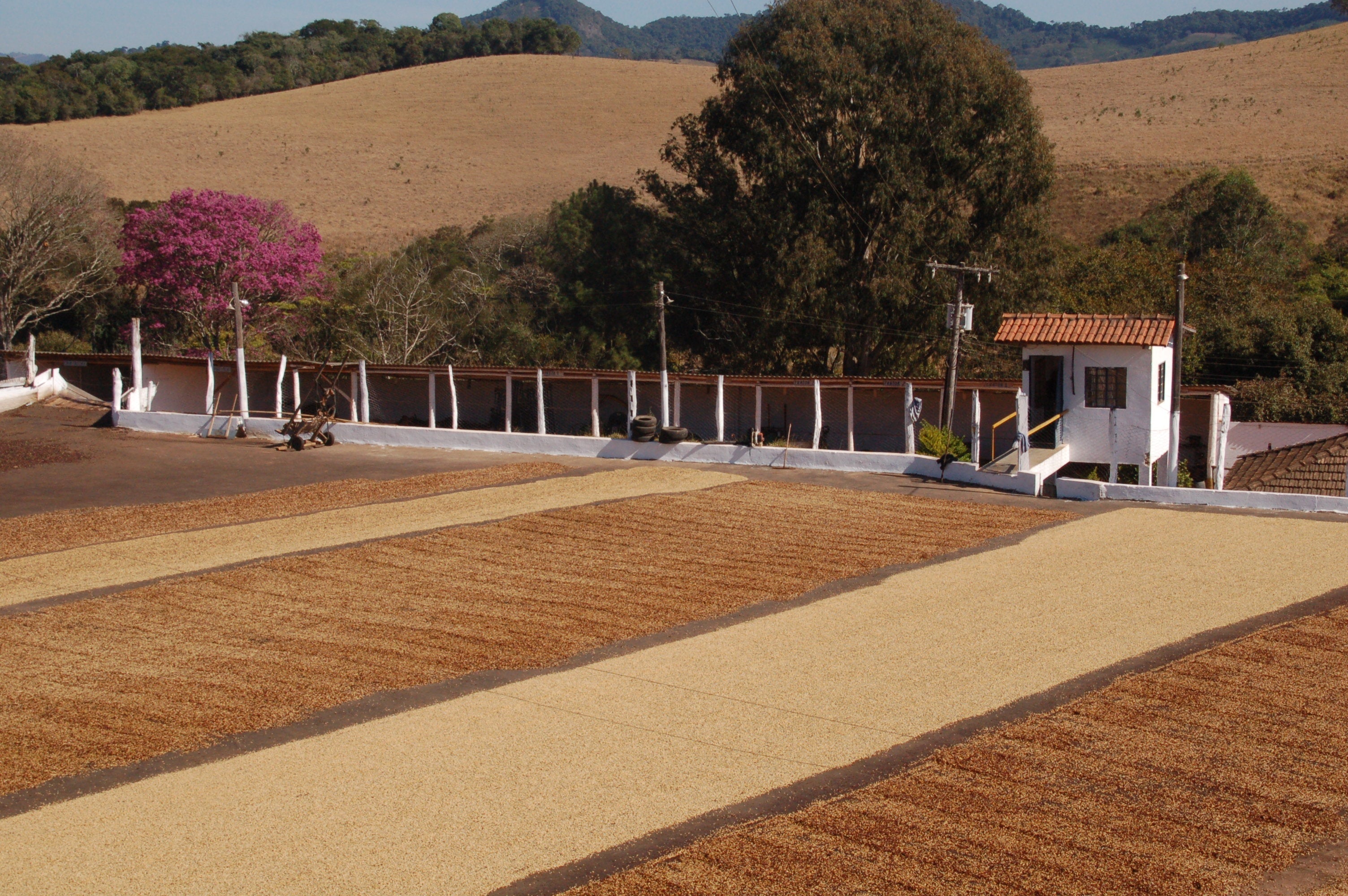 Coffee beans drying on patio beds at Fazenda Santa Lúcia in Carmo de Minas, Brazil, with rolling hills in the background