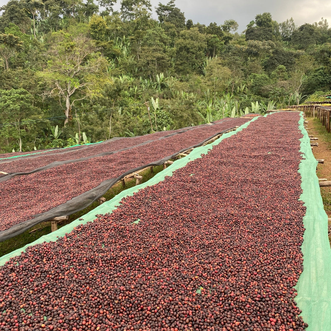 Rows of red coffee cherries drying on raised beds at a hillside farm in Ethiopia