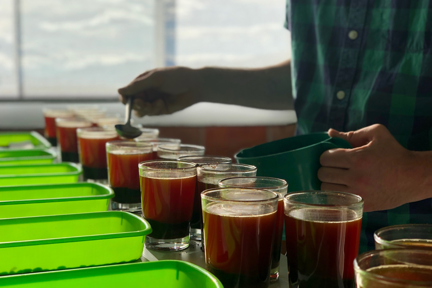 Person spooning brewed Colombian Las Naranjas coffee during a cupping session with rows of tasting glasses and bright green trays