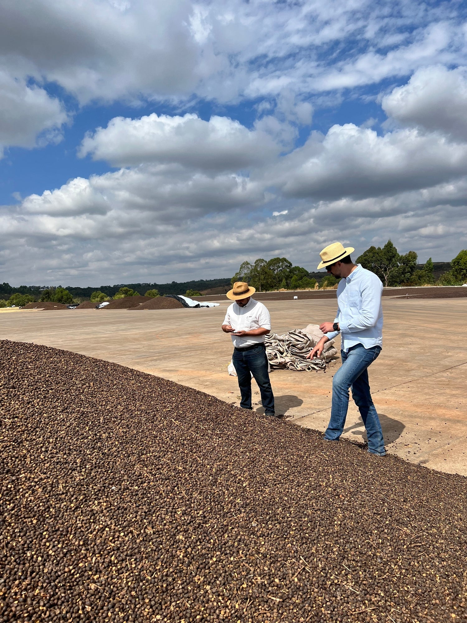 Two producers inspecting a pile of drying coffee cherries on a concrete patio in Brazil under a partly cloudy sky