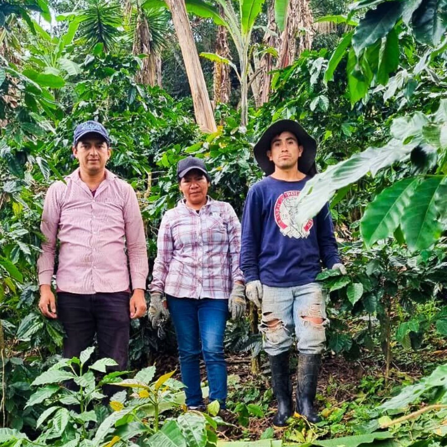 Three coffee farm workers standing among coffee plants and banana trees at Las Flores farm in Honduras