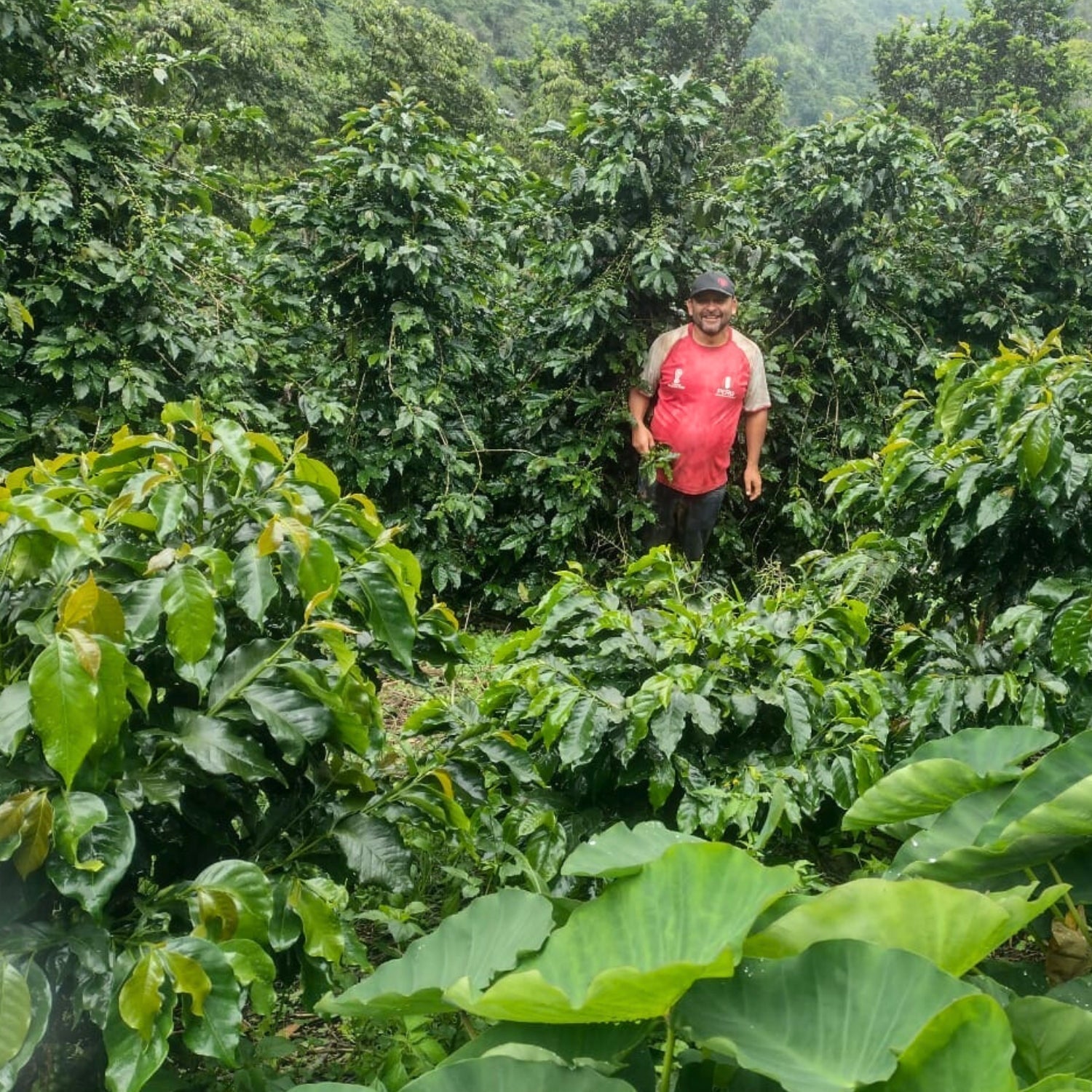 Farmer standing among dense coffee trees on the Los Tulipanes farm in Peru