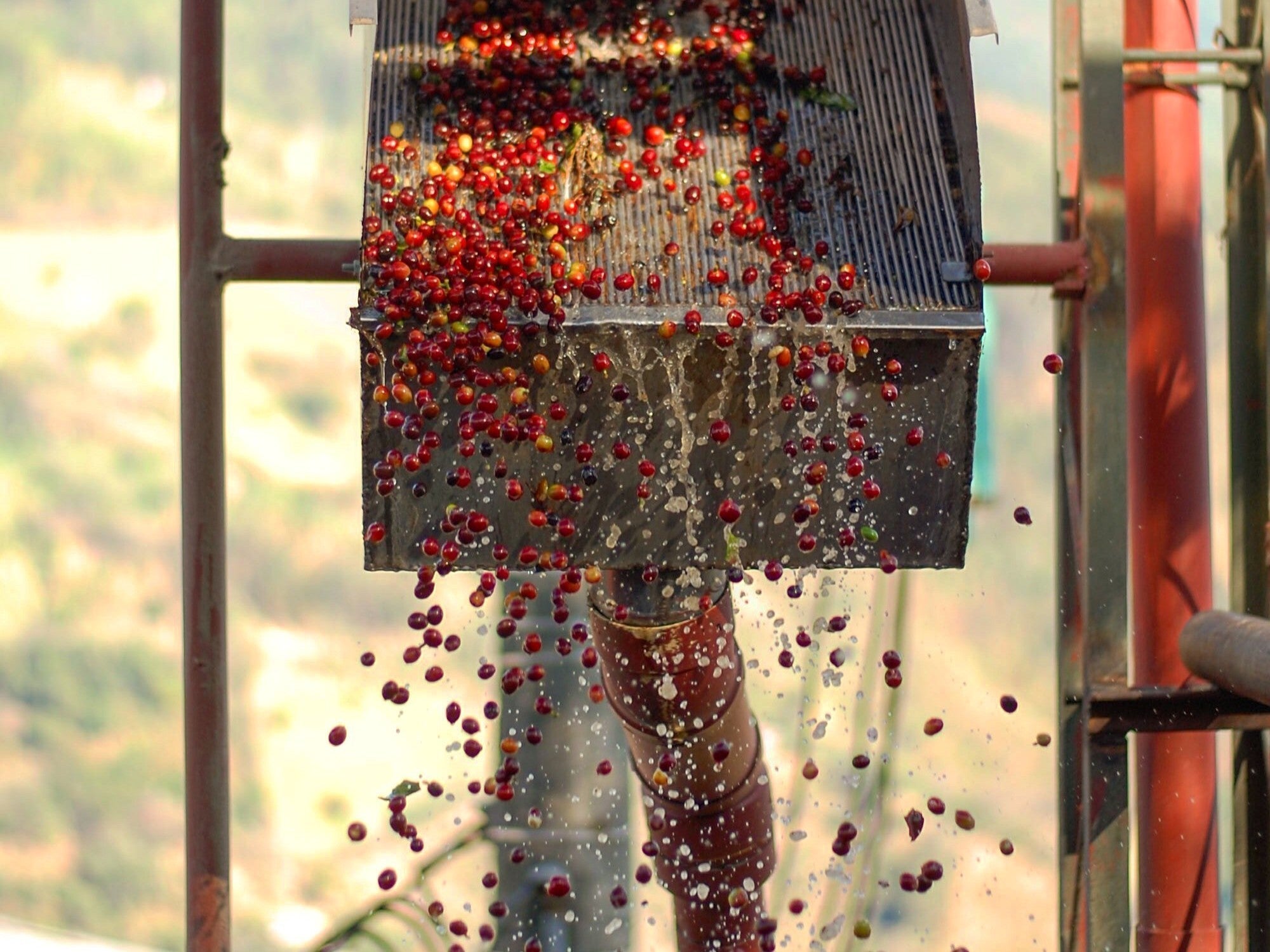 Ripe red coffee cherries tumbling from a metal chute as water splashes during wet processing