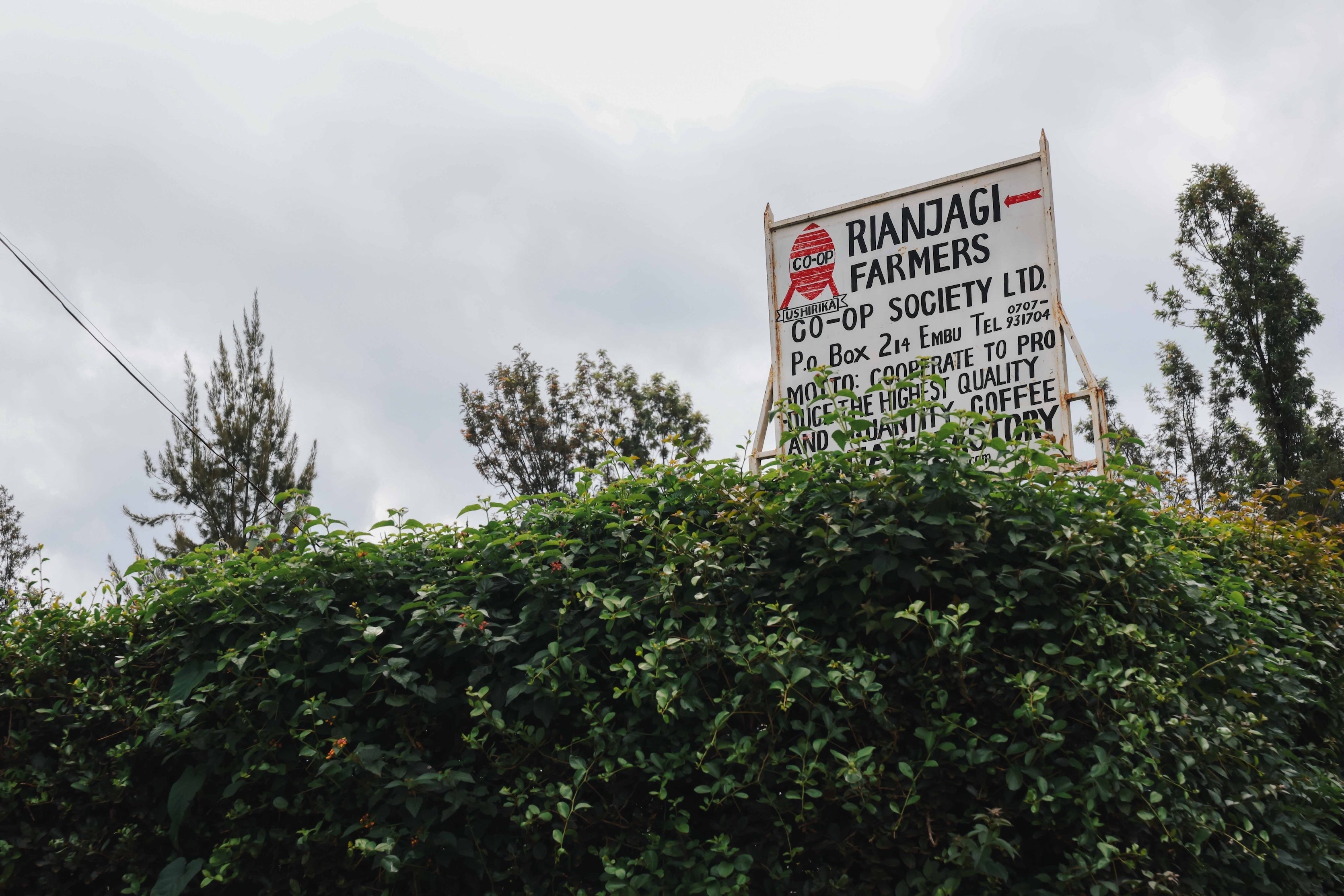 Lush coffee plants beneath a sign for Rianjagi Farmers Co-op Society in Kenya