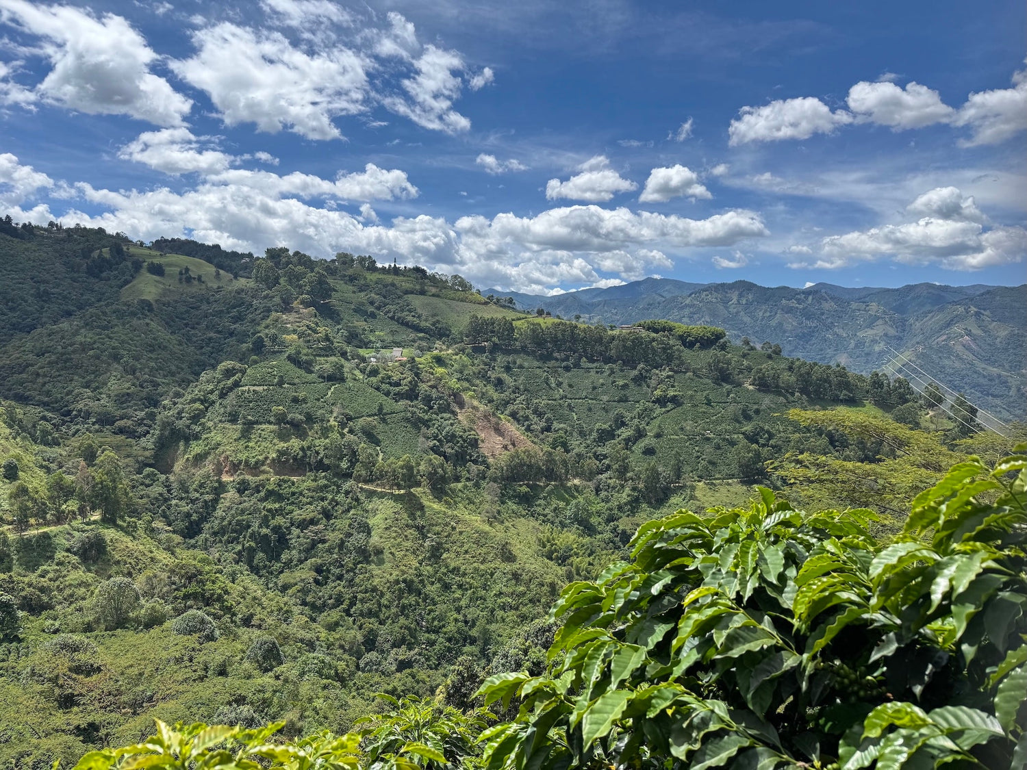 Coffee at origin in Santa Bárbara, Antioquia, Colombia