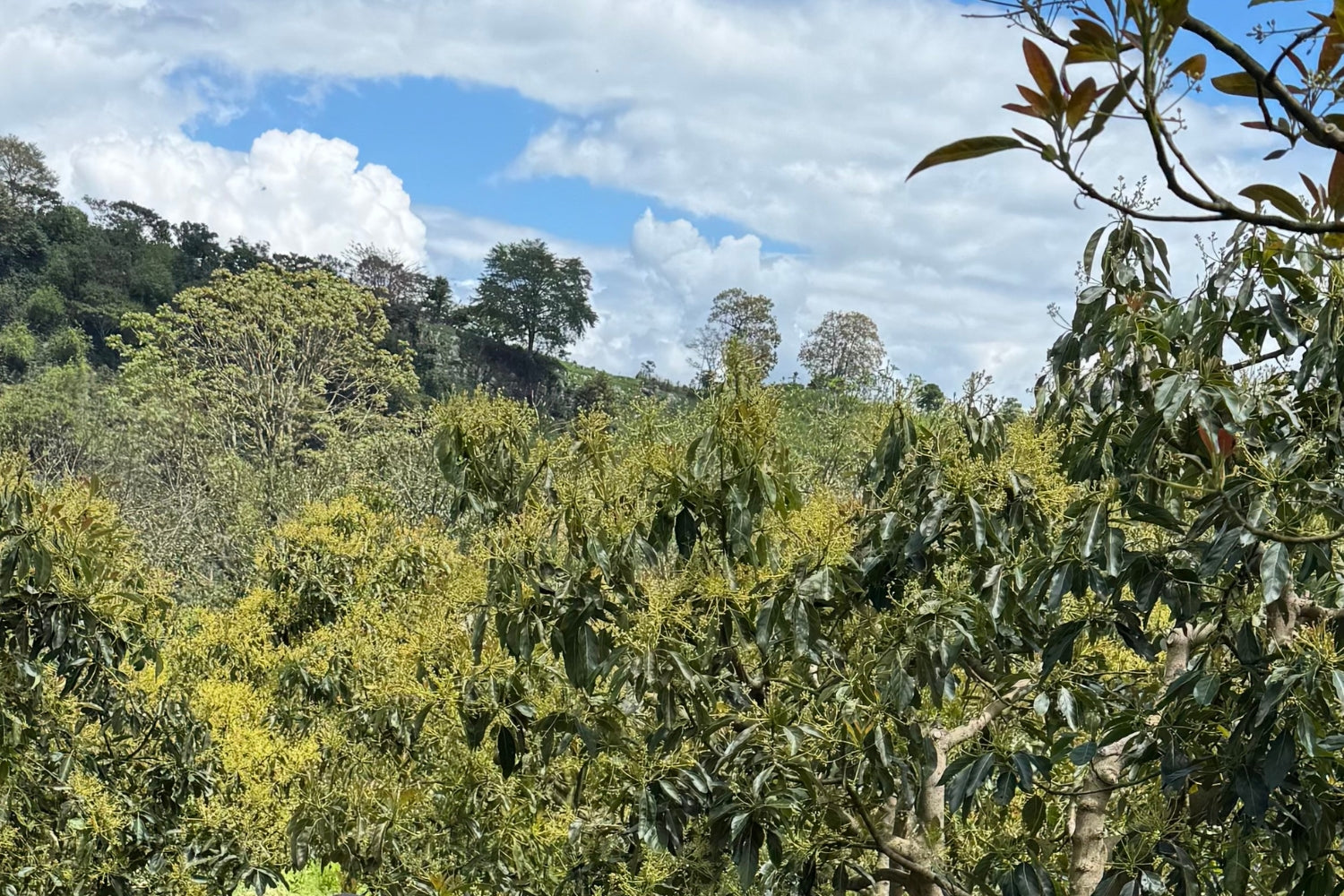 Coffee at origin in El Cedral, Santa Bárbara, Honduras