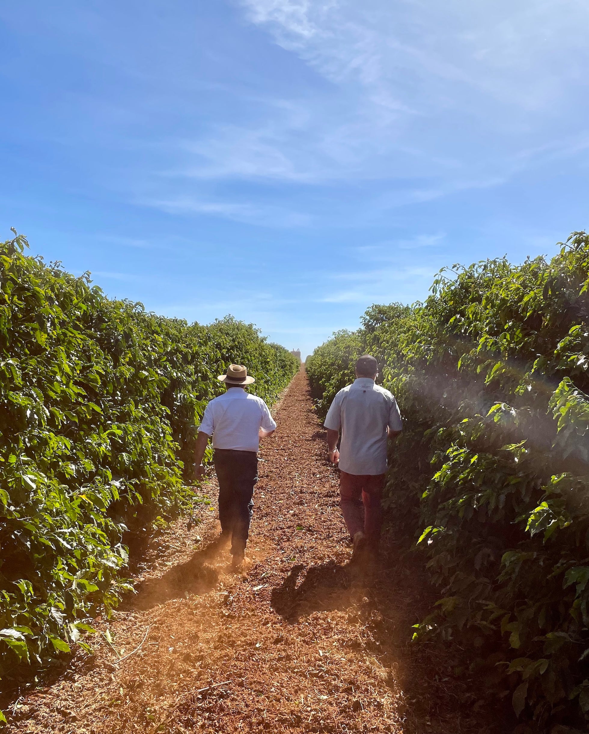 Producers at origin at Fazenda Rio Brilhante in Pântano, Cerrado Mineiro, Minas Gerais, Brazil.