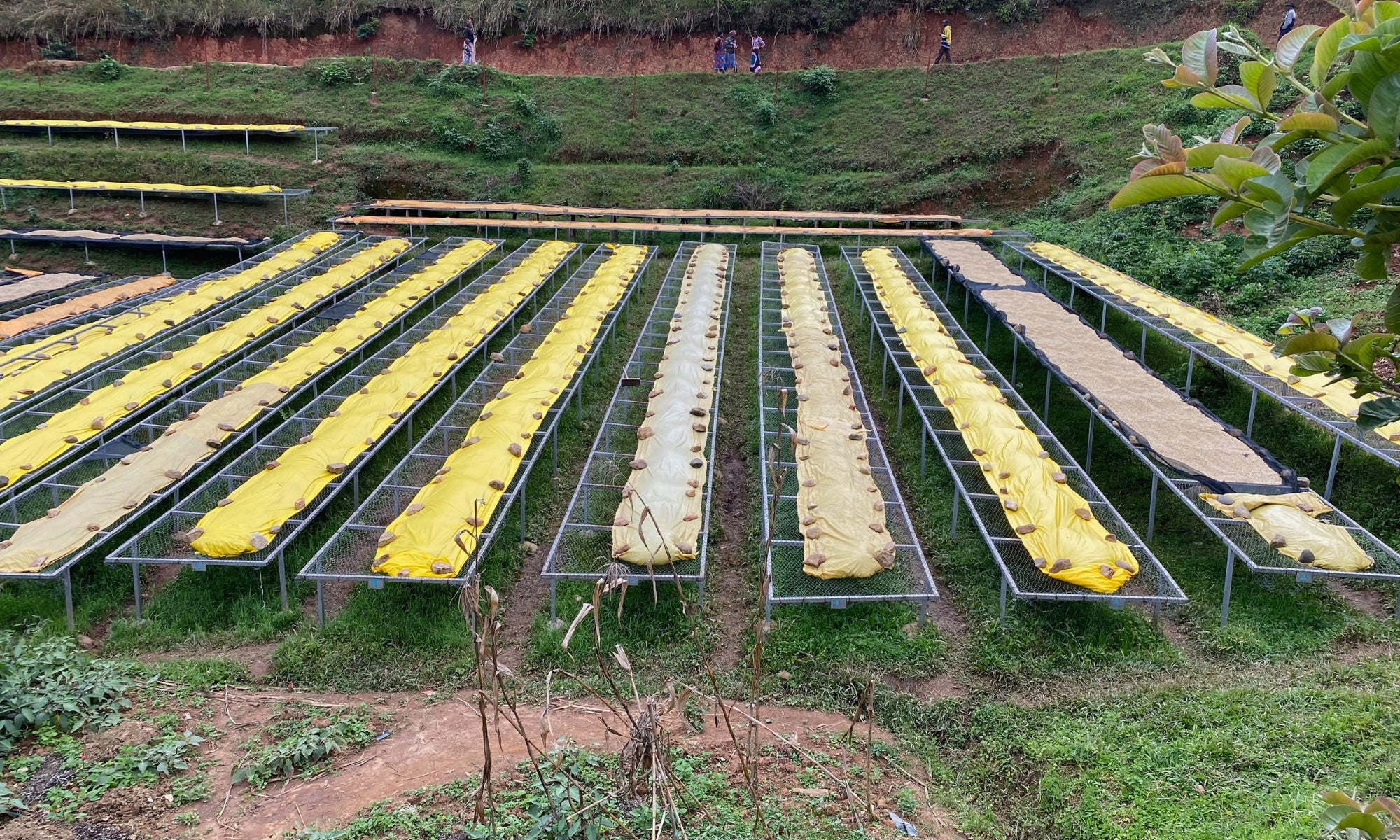 Rows of raised drying beds with coffee beans drying on a hillside farm