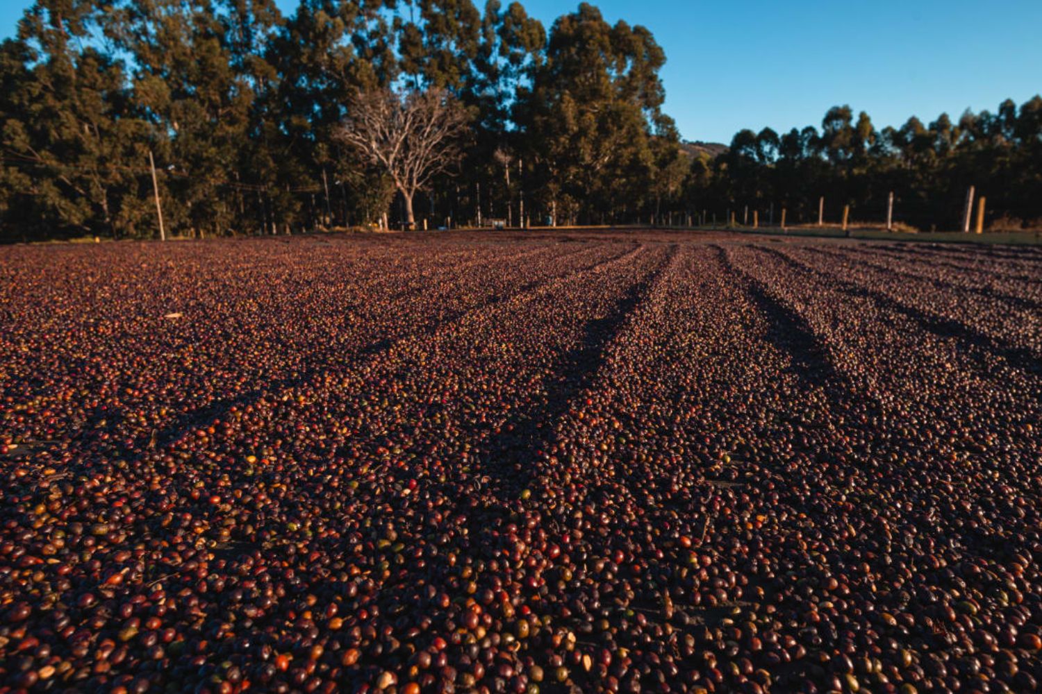 Coffee cherries drying in long rows on a farm patio with trees on the horizon in warm early morning light