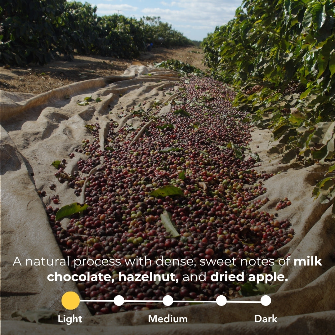 Photo of drying coffee cherries with overlay text: natural process, tasting notes of milk chocolate, hazelnut, dried apple, and a light roast indicator