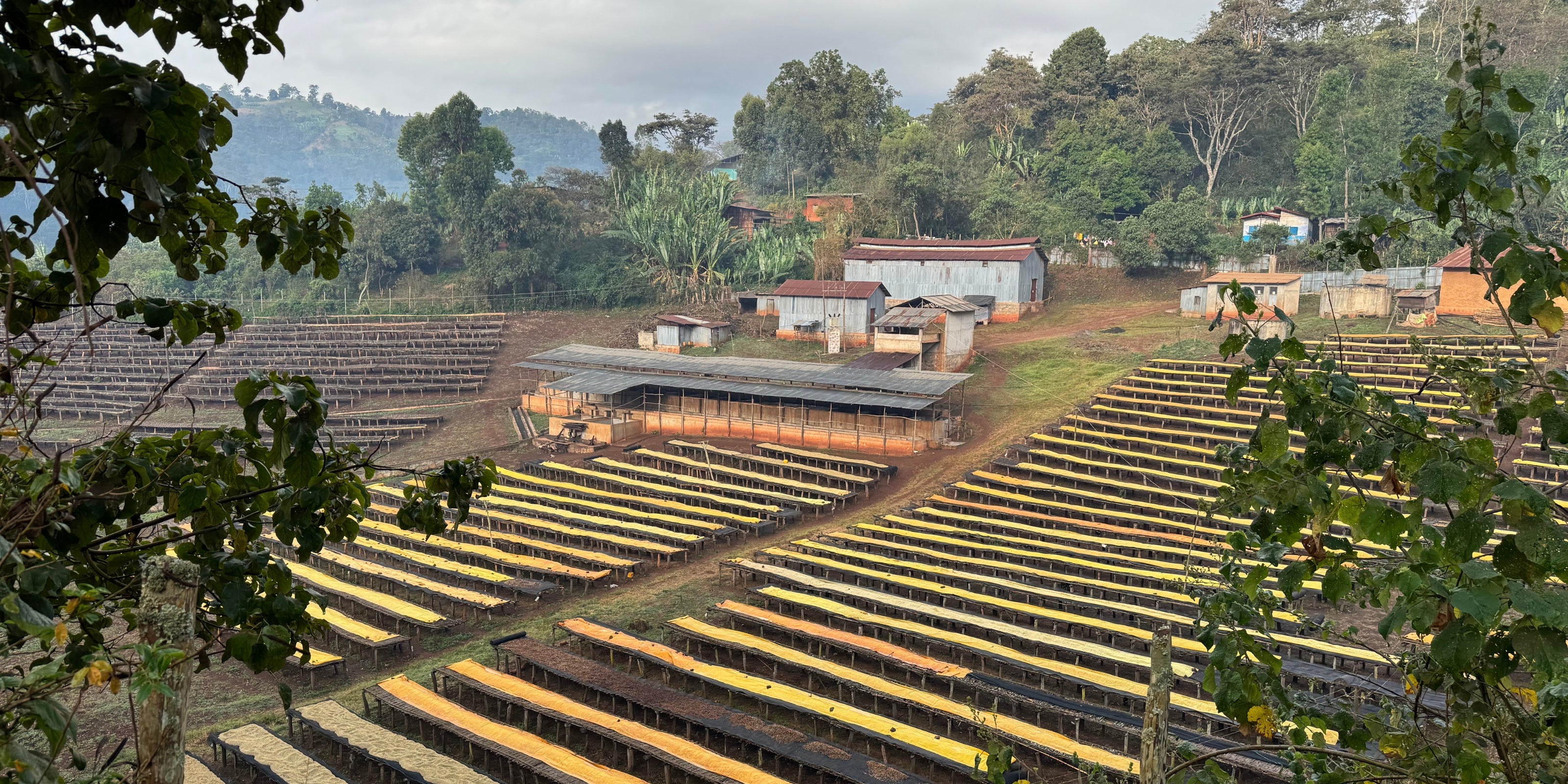 Rows of raised drying beds with yellow coffee parchment at a Guji coffee farm, with processing sheds and forested hills