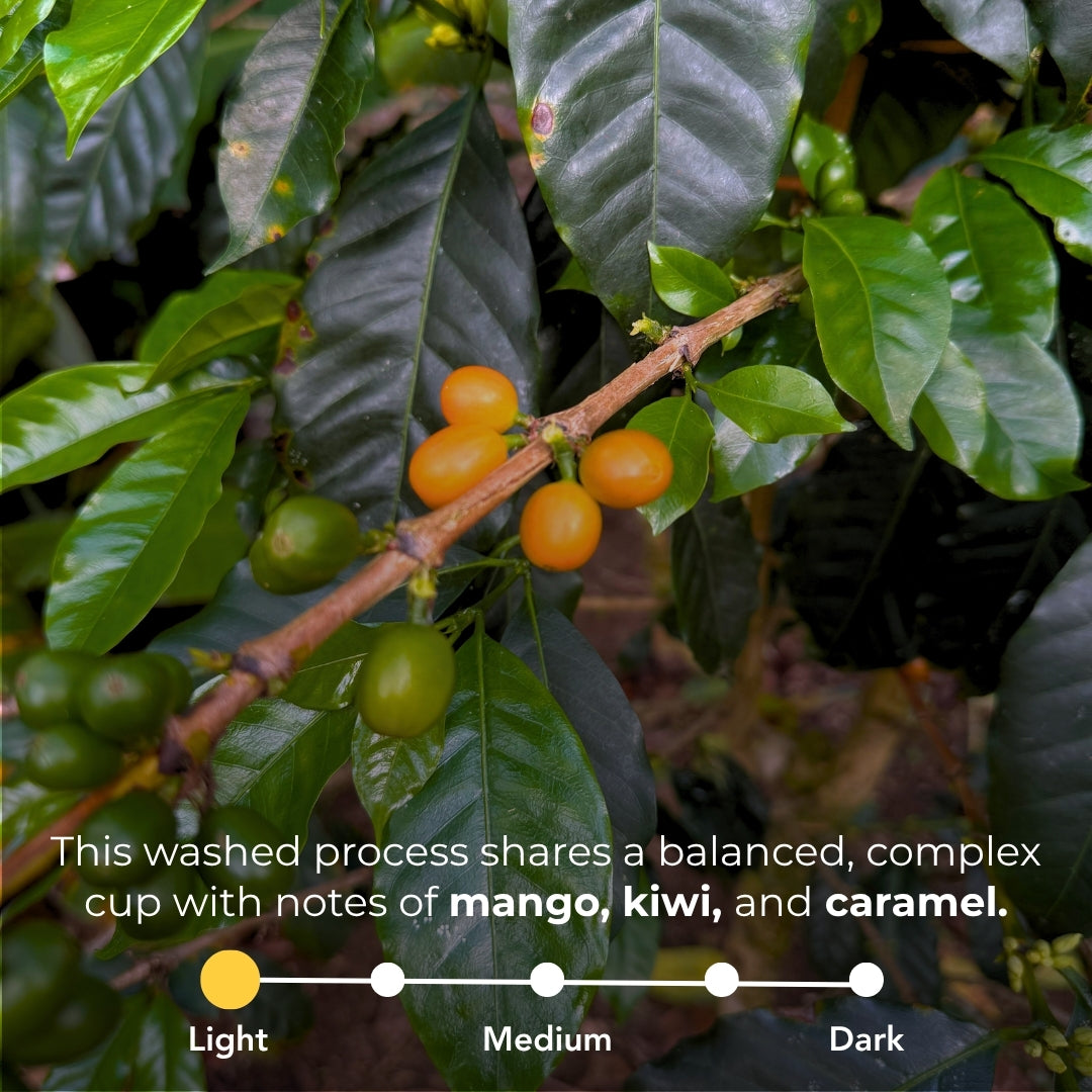 Photo with overlay showing flavor notes of mango, kiwi, and caramel and a roast-level graphic marked Light