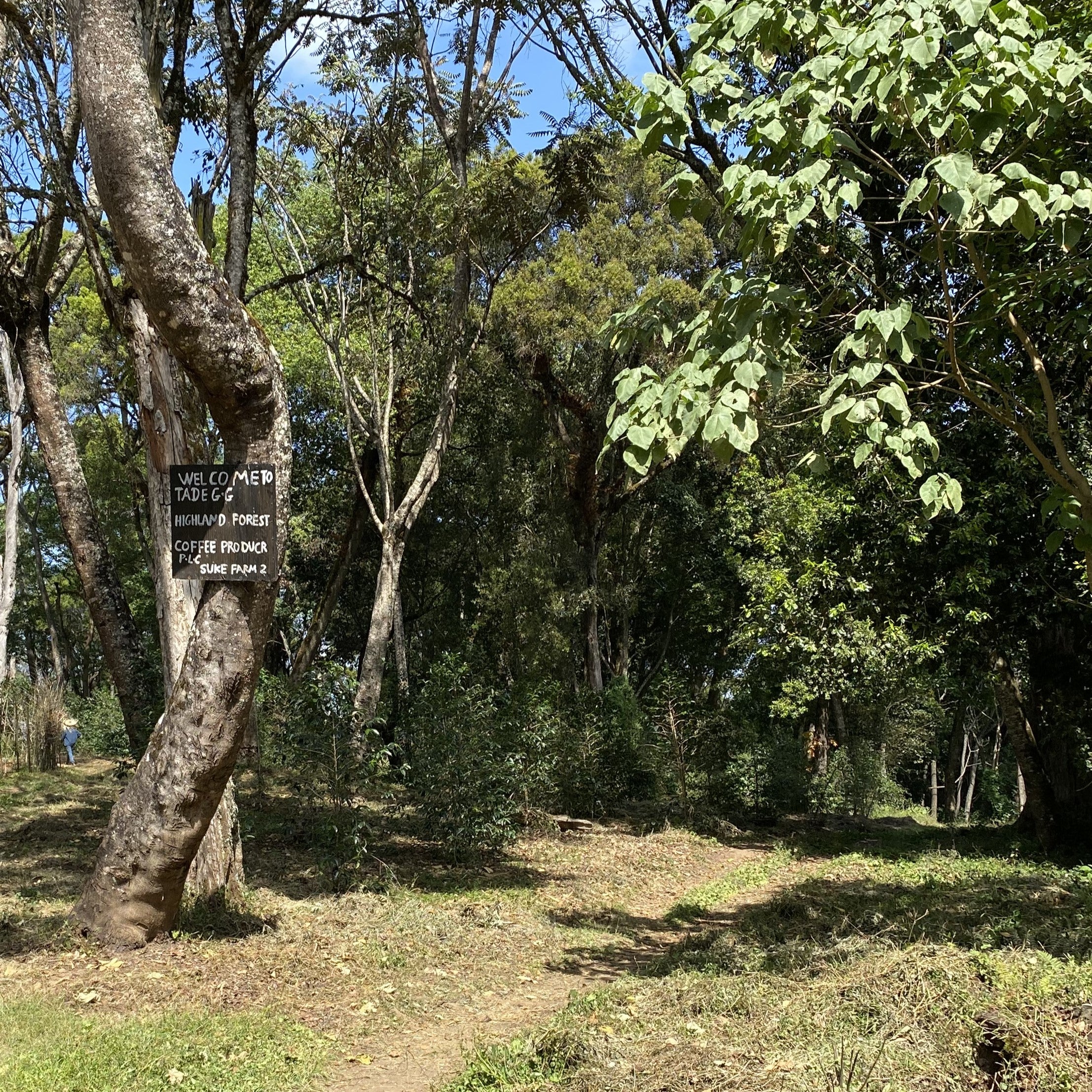 Sunlit trail through a coffee farm and forest with a hand-painted wooden sign on a tree welcoming visitors
