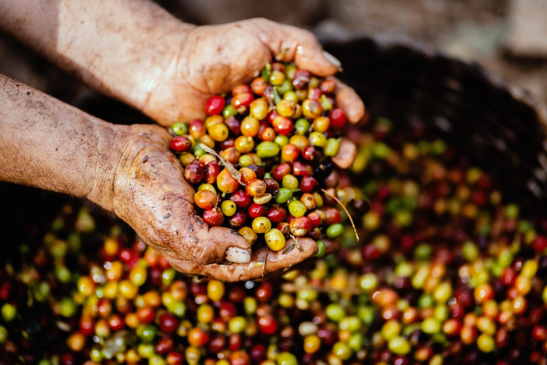 Hands holding a mix of ripe red and green coffee cherries over a basket during harvest