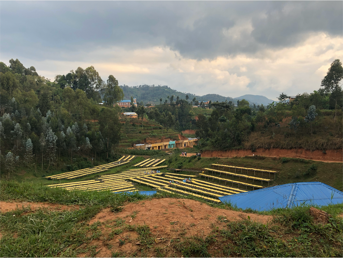 Workers drying coffee cherries on raised yellow drying beds on a terraced hillside in Karambi, Rwanda under a cloudy sky