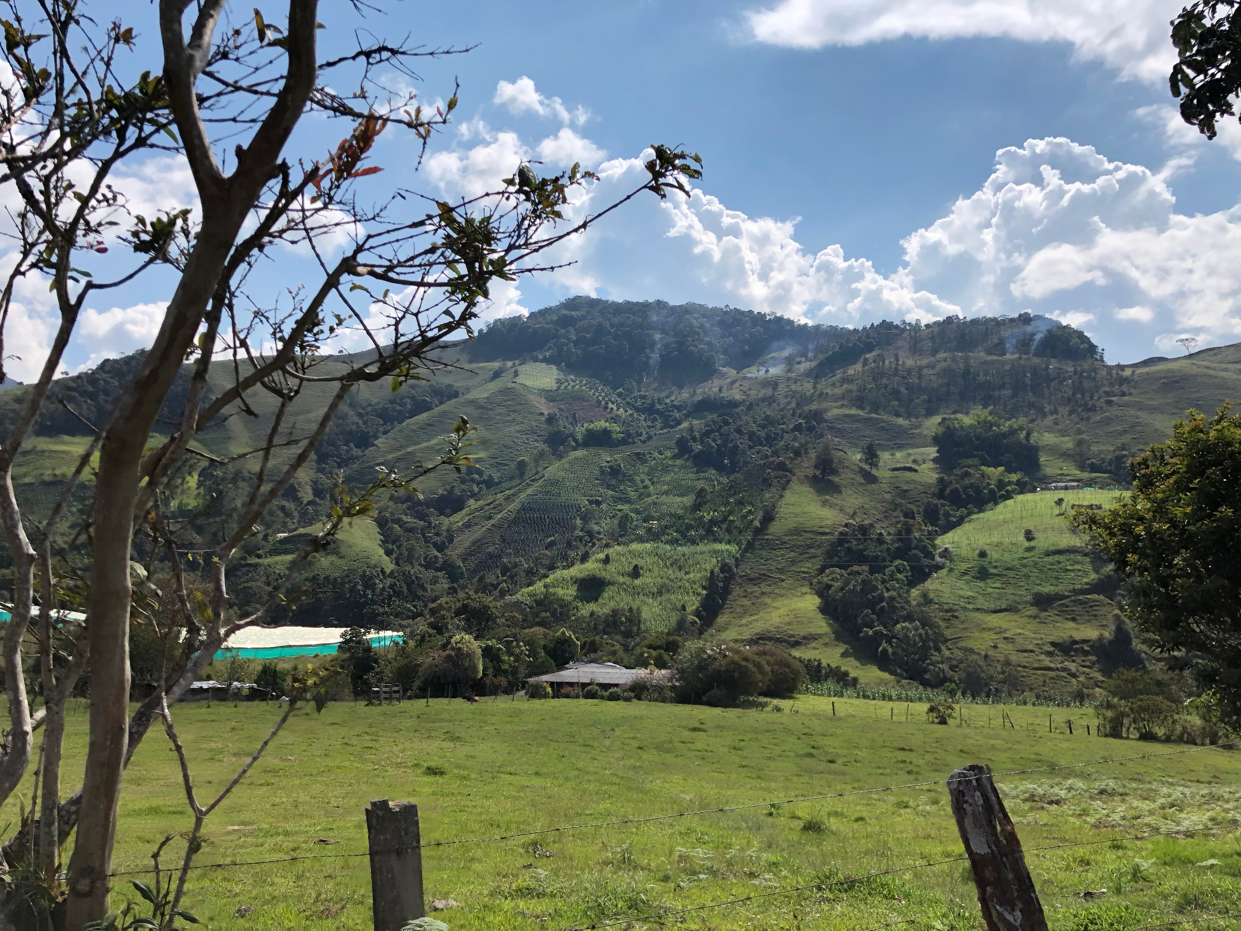 Chiroso coffee farm overlooking terraced coffee fields on green Colombian hills under a blue sky