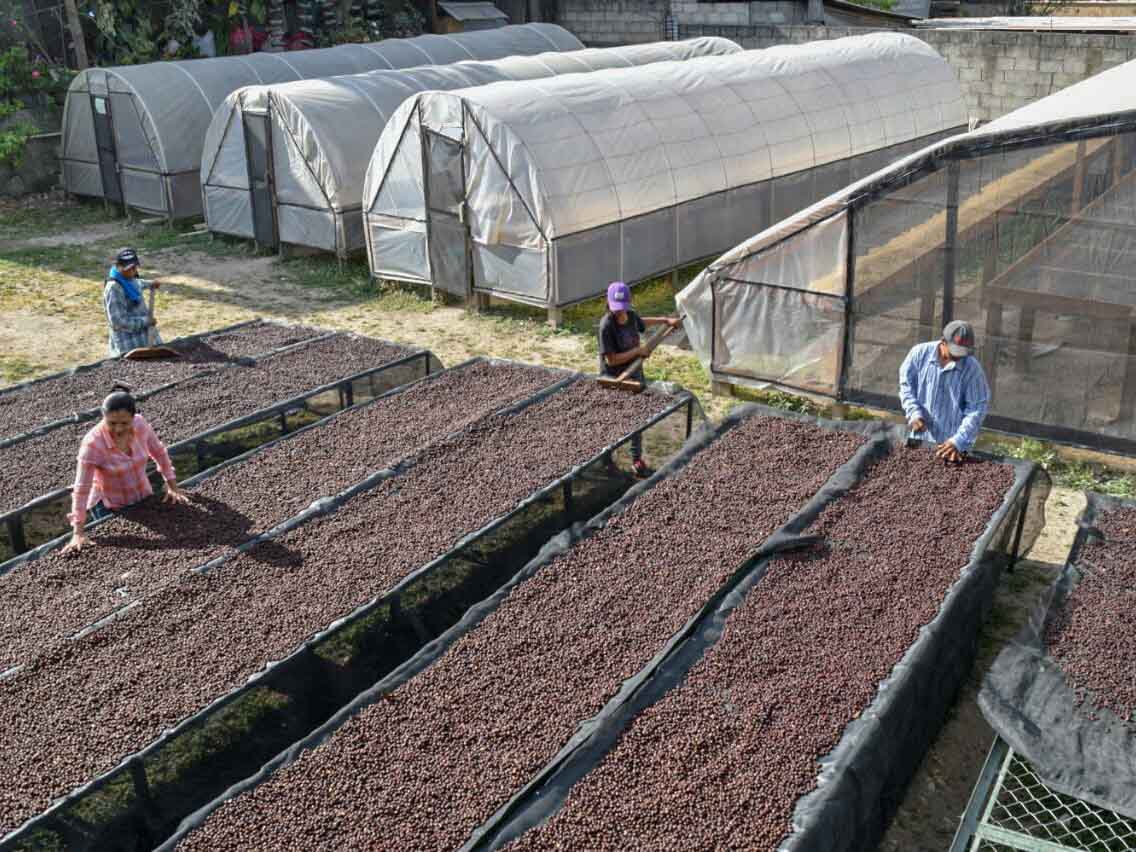 Workers spreading drying coffee cherries on raised mesh beds at Finca San Francisco in Marcala, Honduras, with drying tunnels in the background