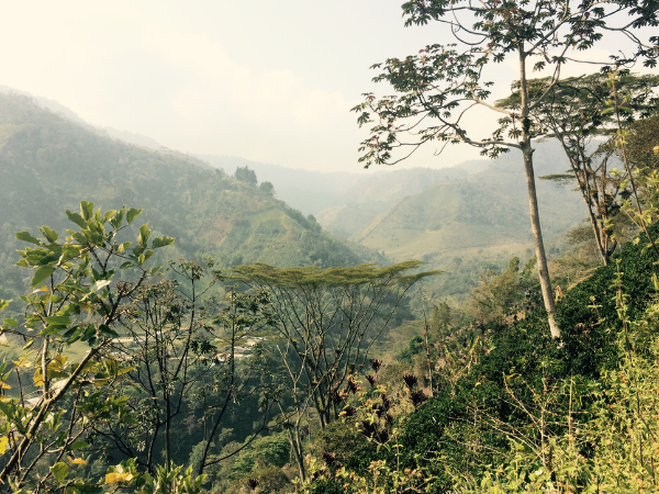 Hazy hillside with trees and terraced slopes under a pale sky