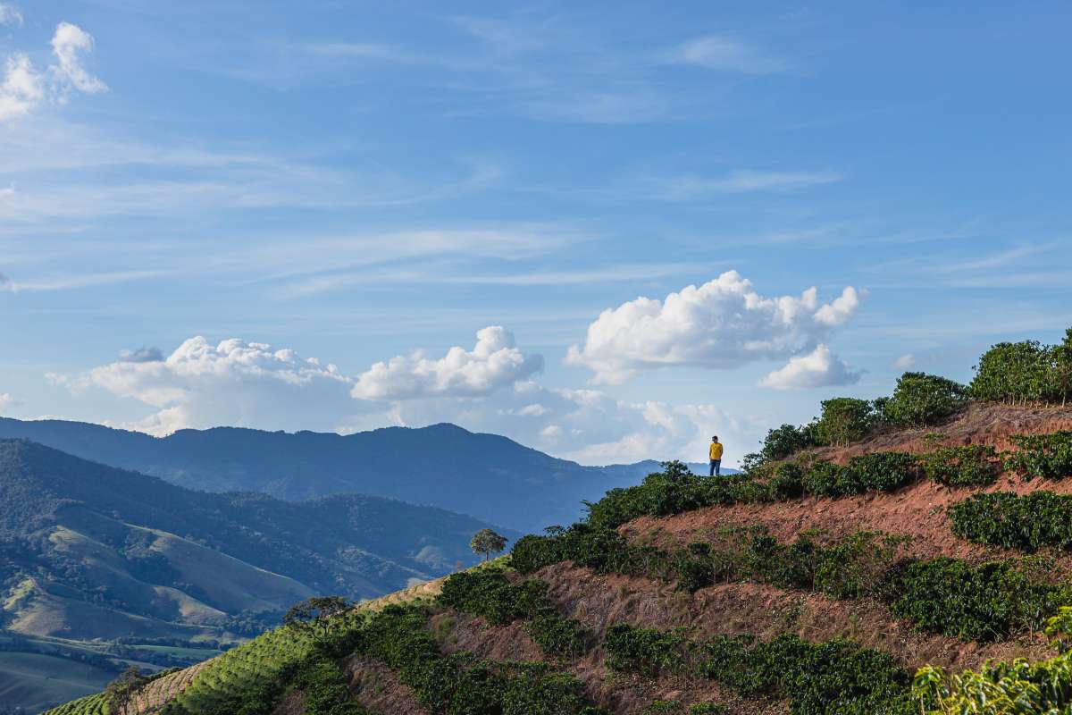 Person in yellow jacket on Alta Vista farm ridge overlooking coffee terraces and rolling mountains under blue sky