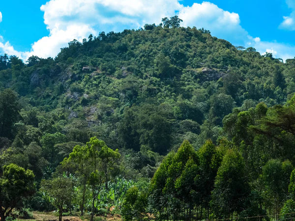 Lush Ethiopian hillside forest with scattered clearings under a bright blue sky