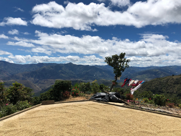 Coffee beans drying on an outdoor patio with mountains and a cloudy sky in Nariño, Colombia