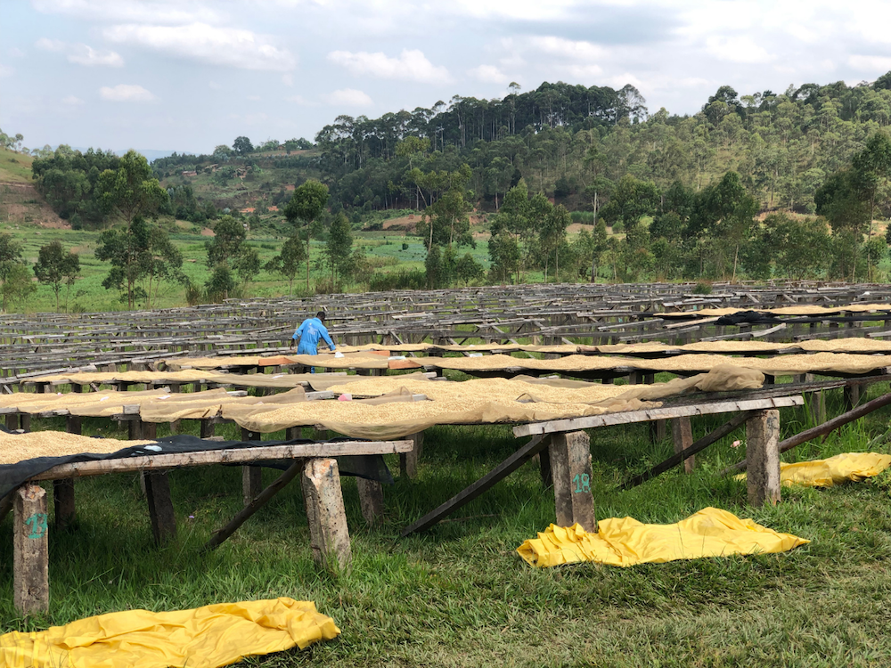 Worker spreading coffee beans on raised drying beds on a grassy hillside farm in Burundi