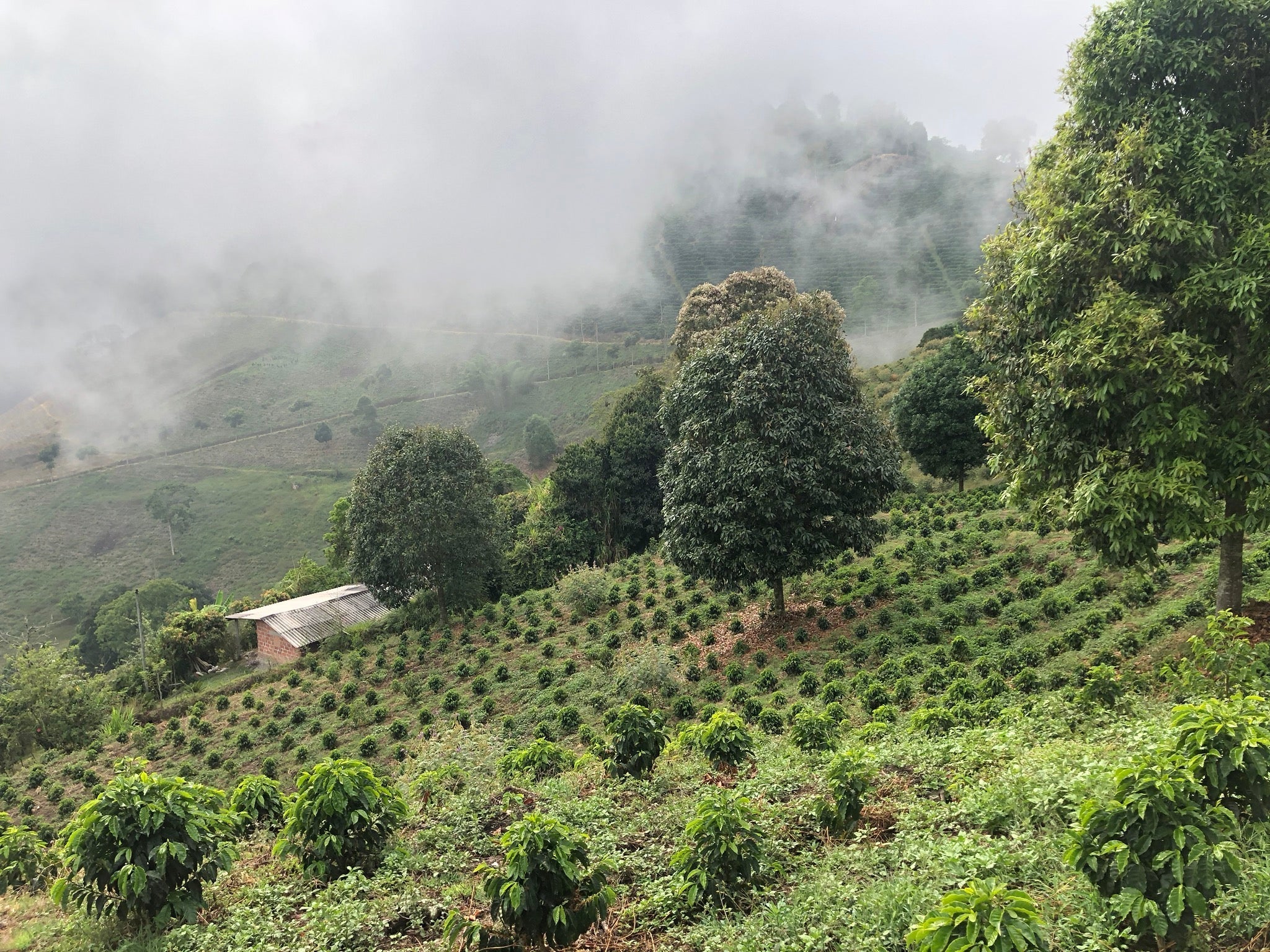 Rows of young coffee plants on a misty Colombian mountainside with a small farmhouse in the midground