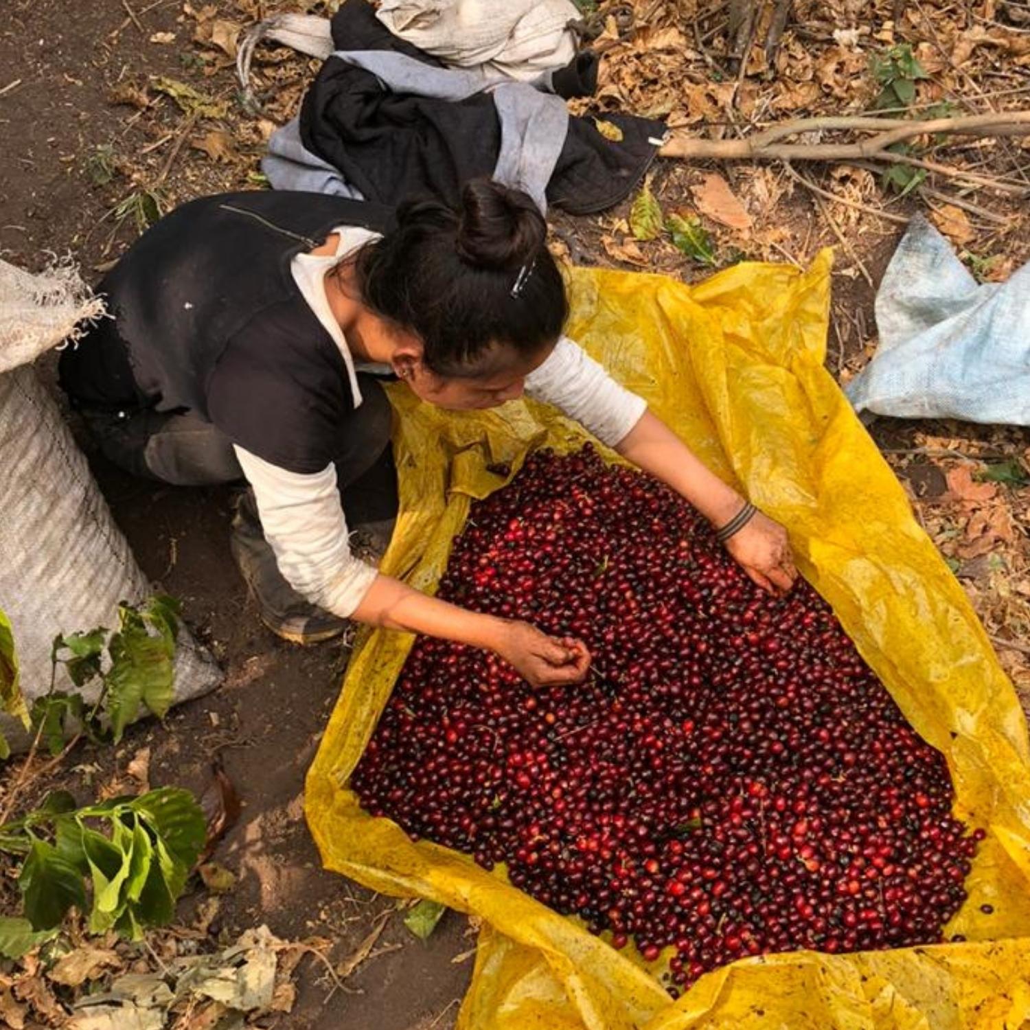 Woman kneeling and sorting ripe red coffee cherries into a yellow tarp on the ground at a Guatemalan farm