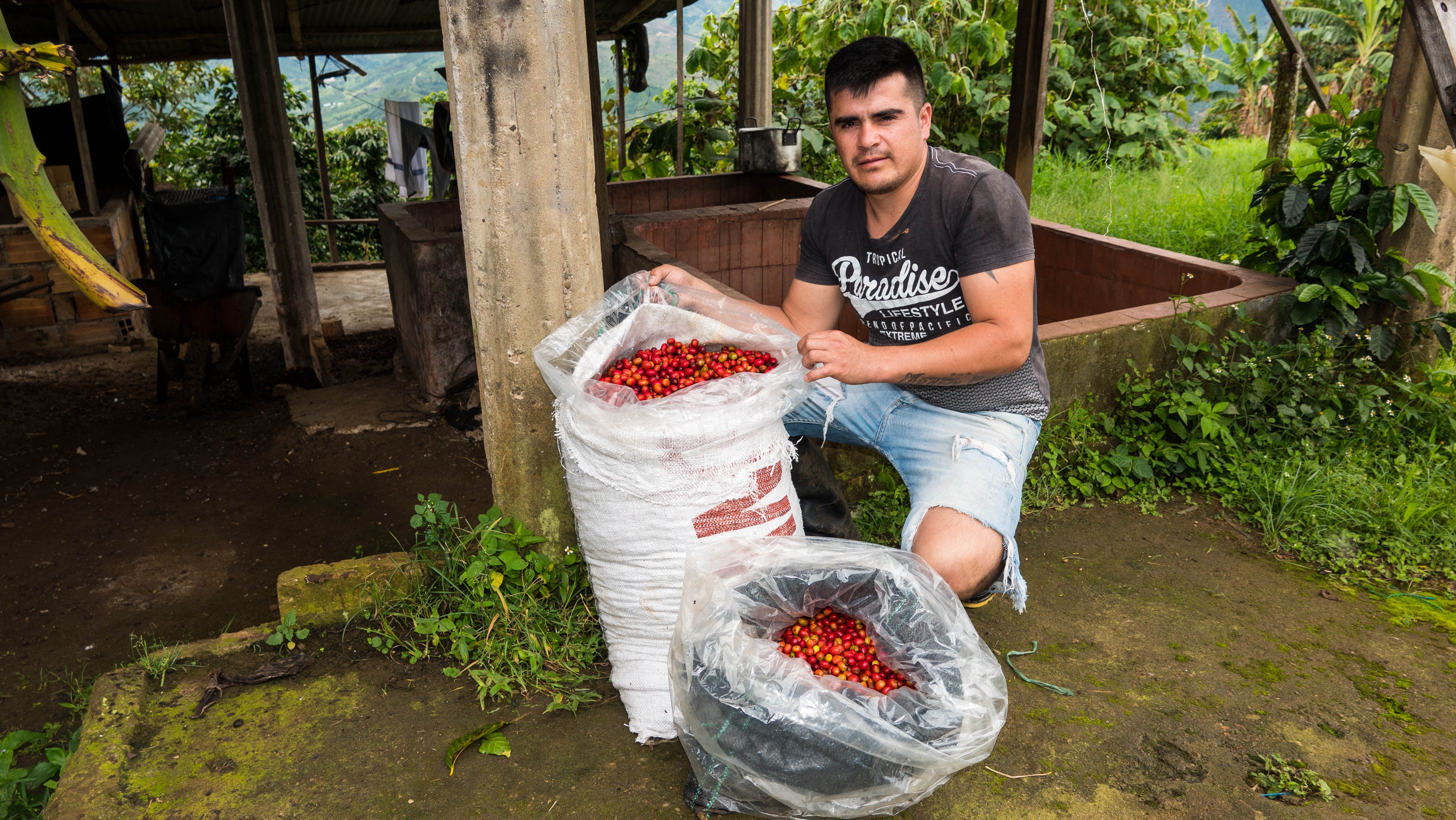 Man kneeling beside two sacks of ripe red coffee cherries at a small Colombian coffee farm