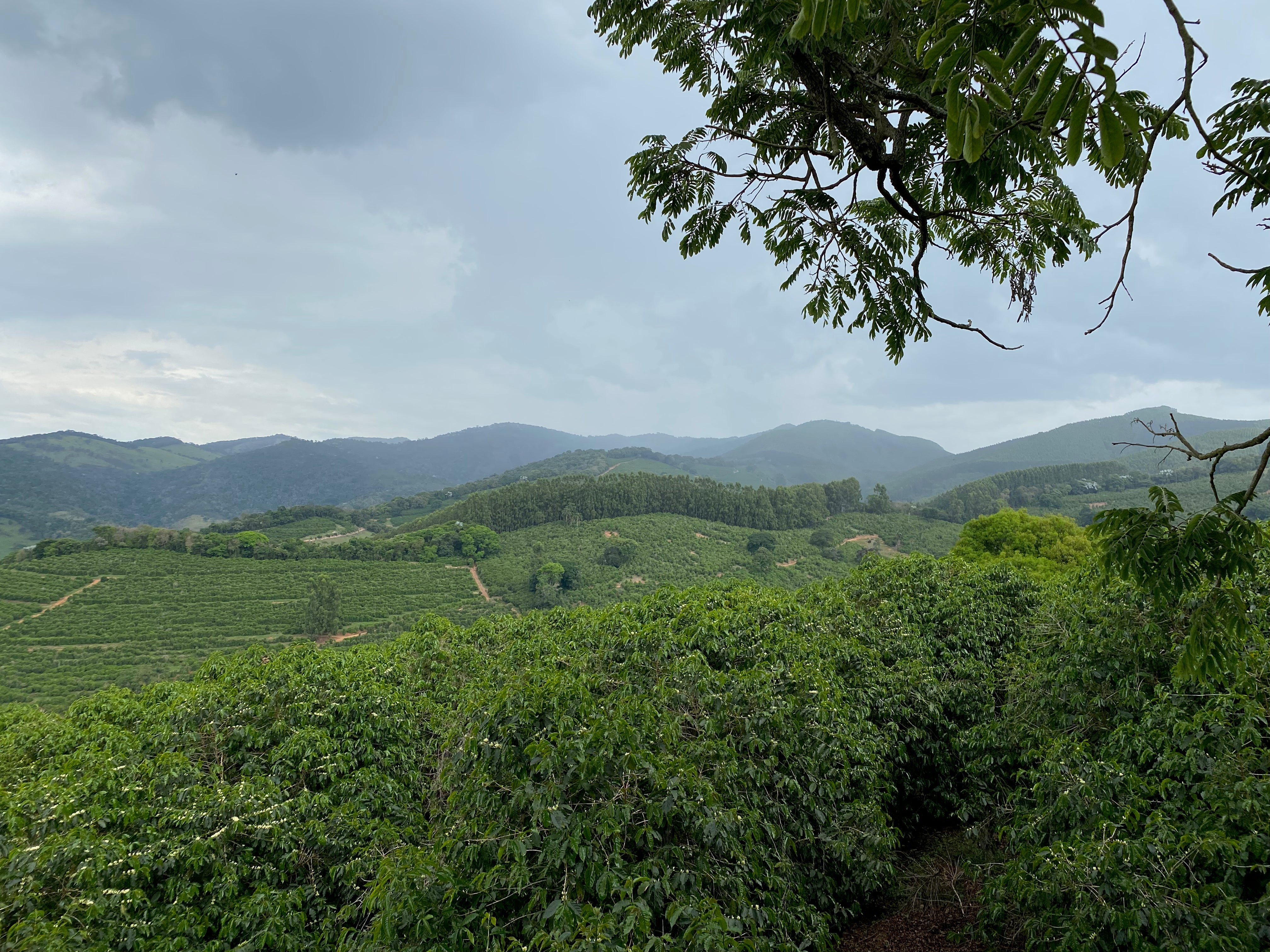 Coffee plantation covering rolling hills under an overcast sky