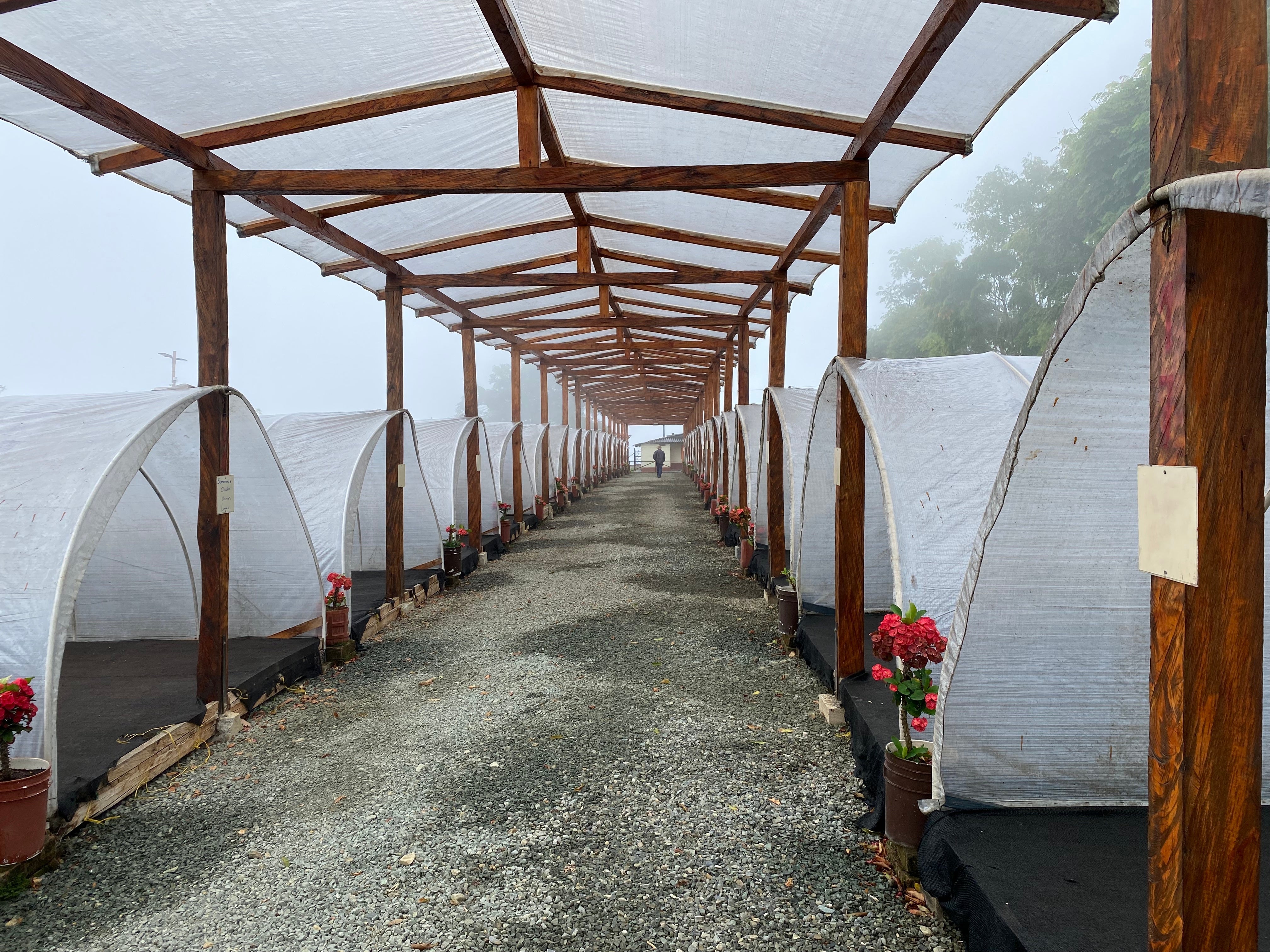 Covered coffee drying beds line a gravel aisle under a wooden canopy on a foggy Colombian farm, a worker visible in the distance