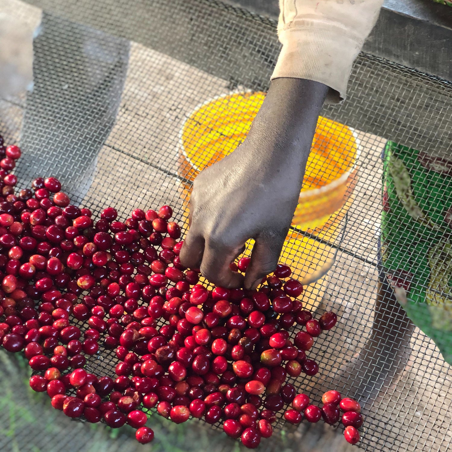Hand sorting ripe red coffee cherries on a wire mesh over a yellow bucket