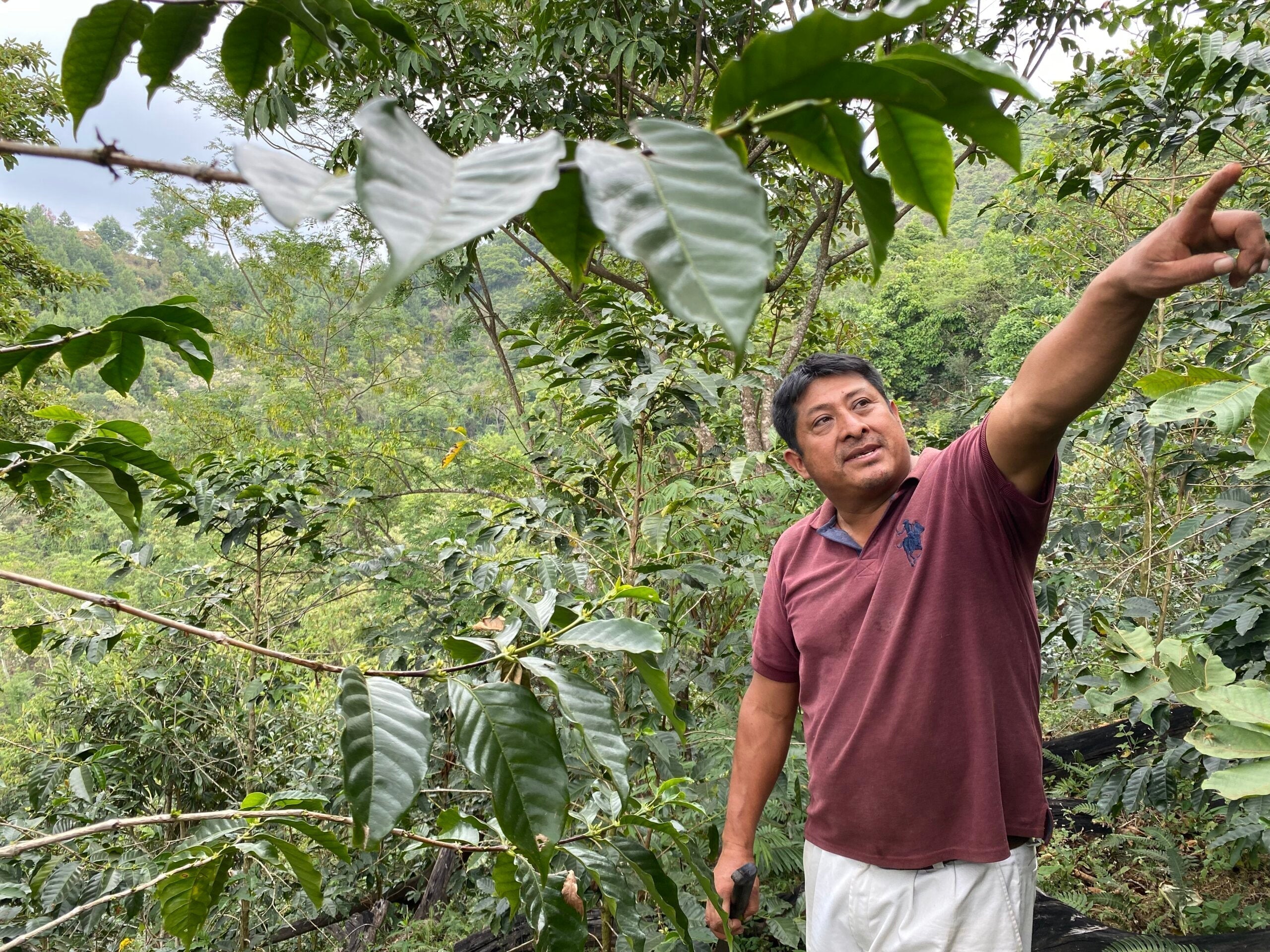 Farm producer pointing toward coffee trees on a shaded hillside at the Hermanos Luna farm in Mexico