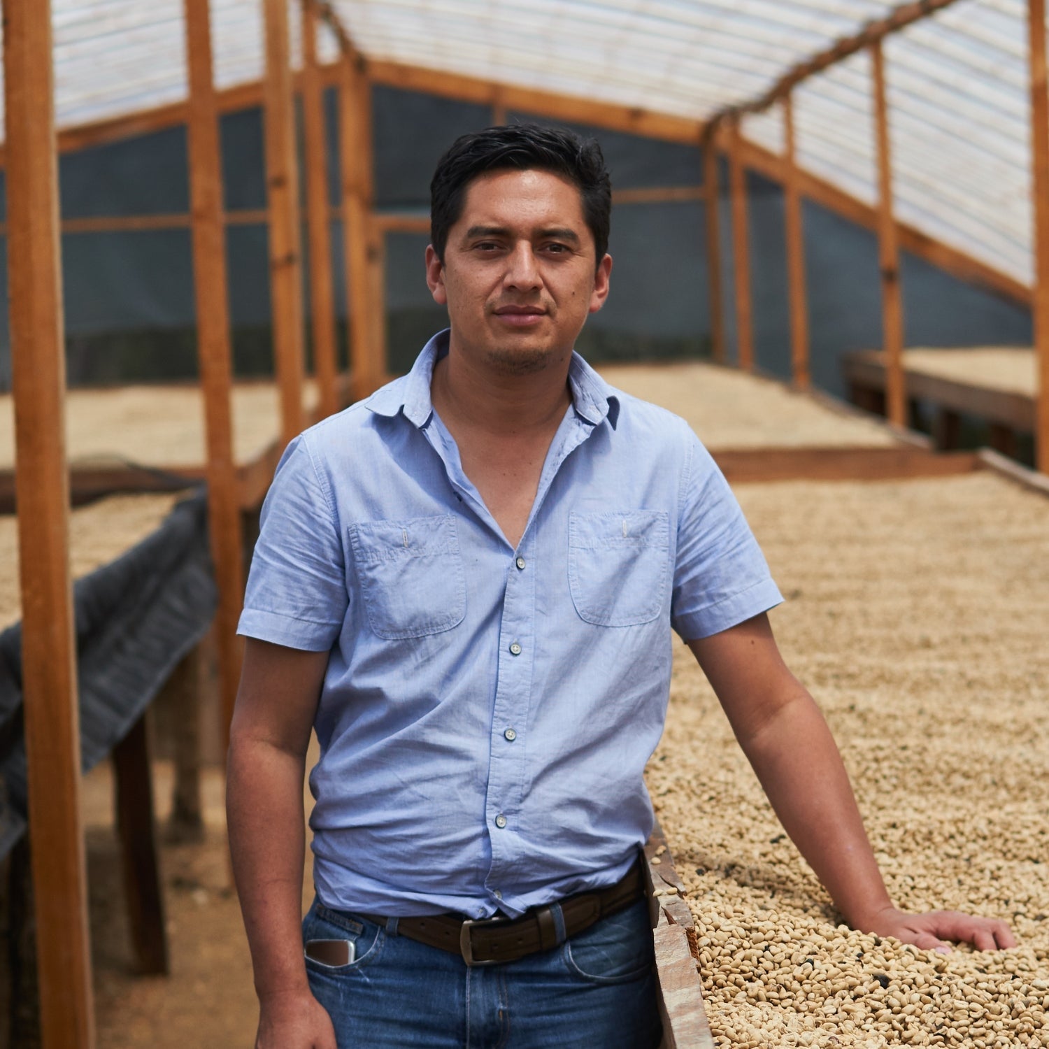 Coffee producer standing with one hand on raised drying beds of parchment coffee inside a greenhouse in Honduras