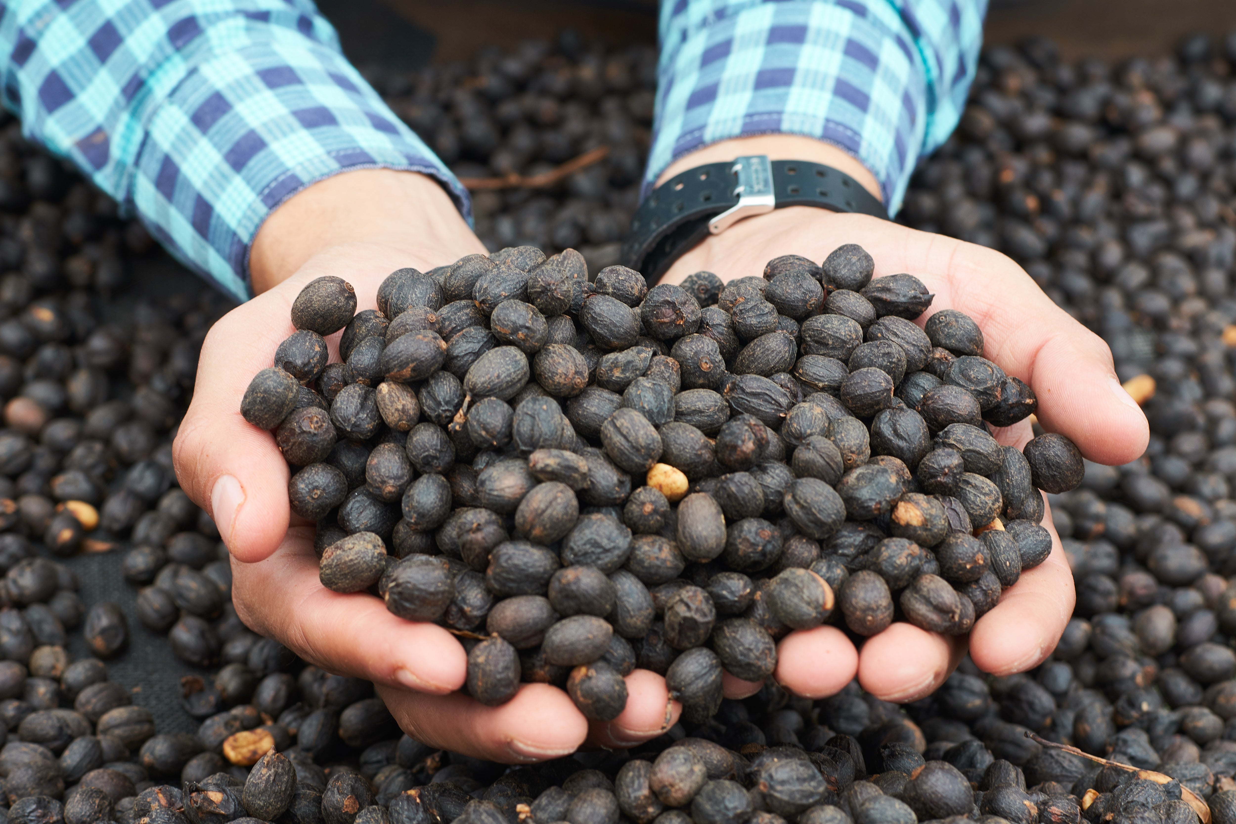 Cupped hands holding dark dried coffee cherries on a drying bed in Honduras