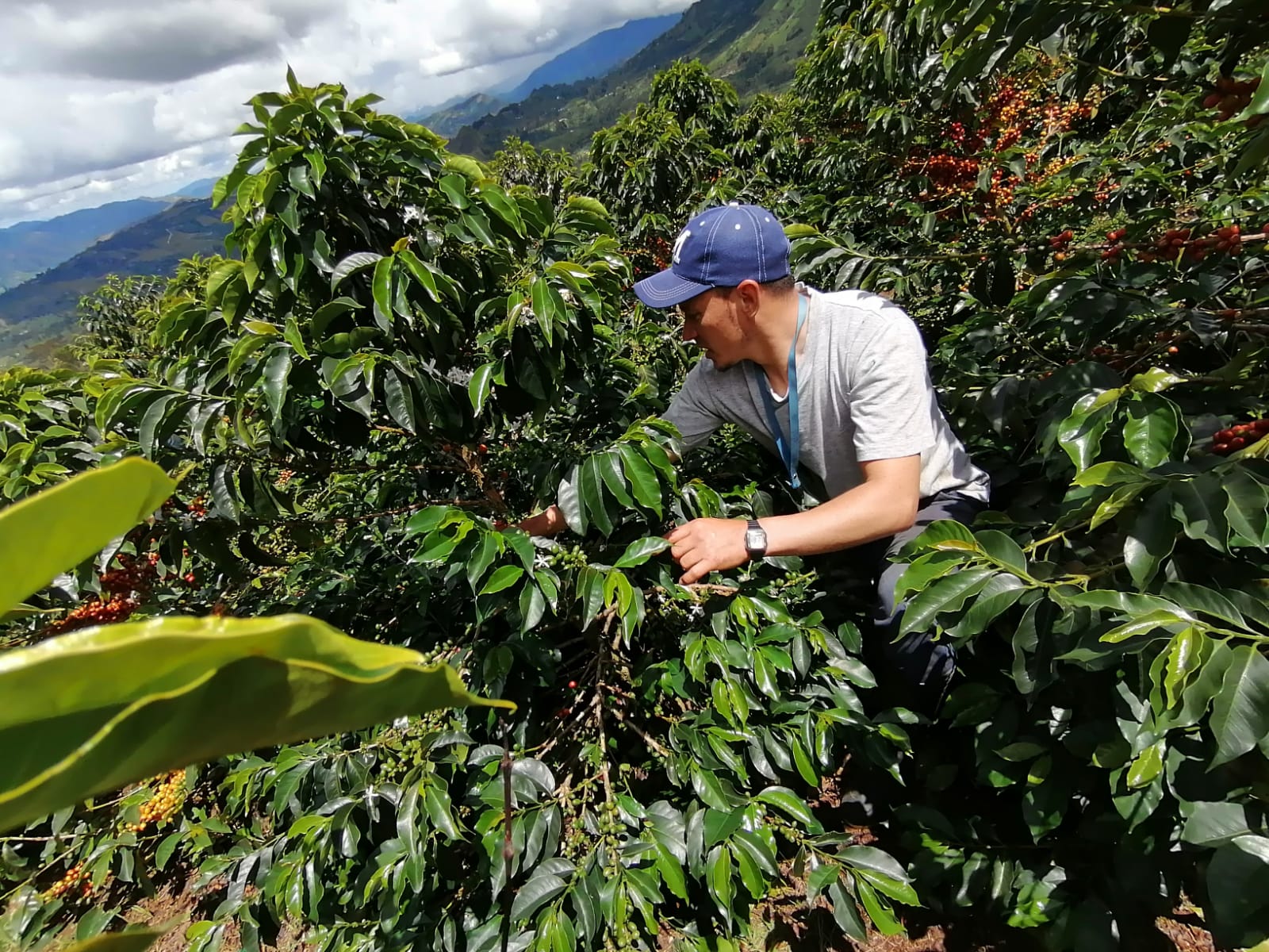 Coffee producer picking ripe red coffee cherries among dense coffee bushes on a steep Colombian mountainside