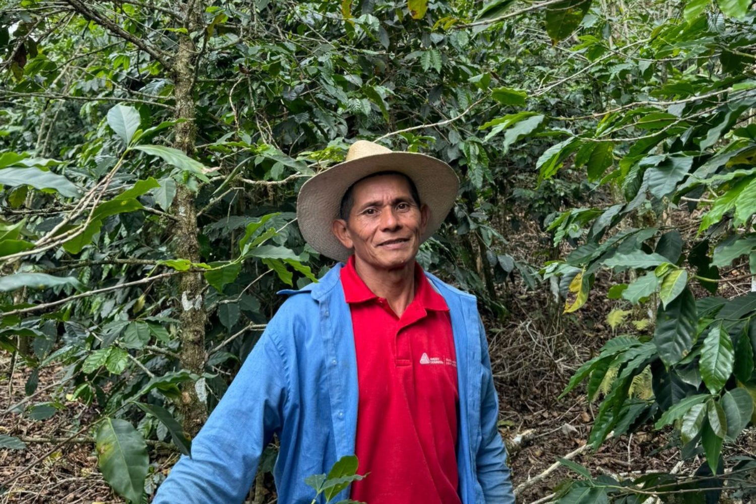 Coffee farmer standing among coffee plants on a shaded Honduran hillside, wearing a straw hat, red polo, and blue jacket