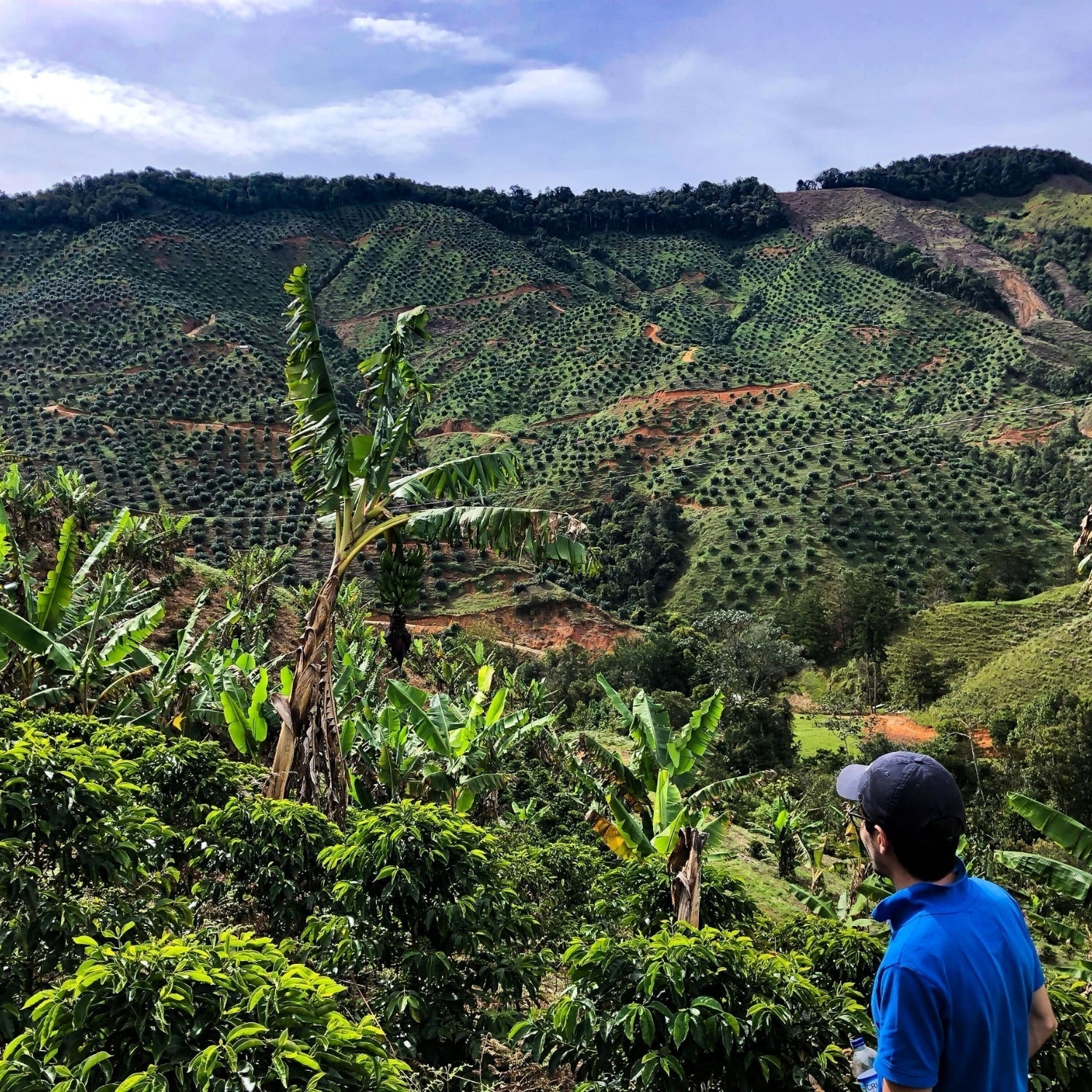 Man in a blue shirt and cap looking over terraced coffee fields on a green Colombian hillside
