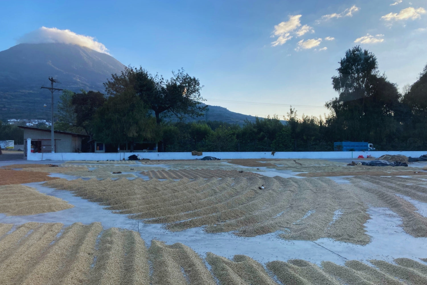 Coffee parchment drying in rows on outdoor concrete patios at Las Moritas farm with a volcano and trees in the background