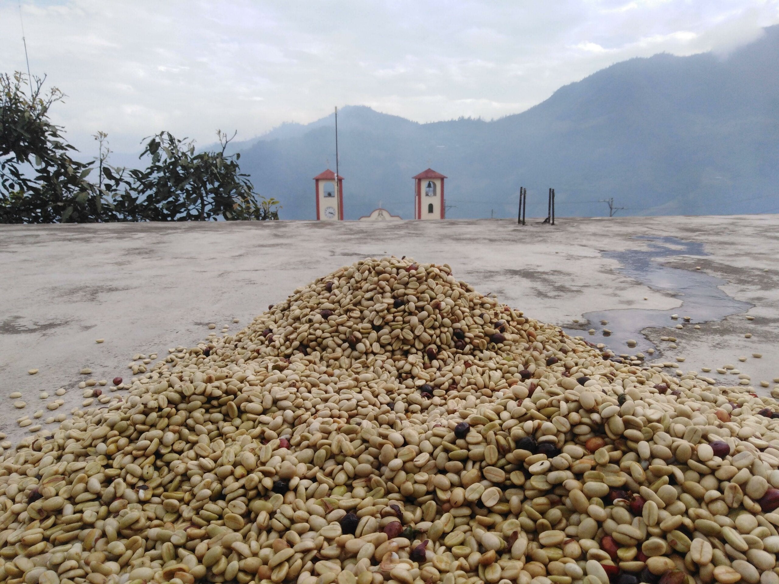 Piles of pale green coffee beans drying on a concrete rooftop with misty mountains and two church towers beyond