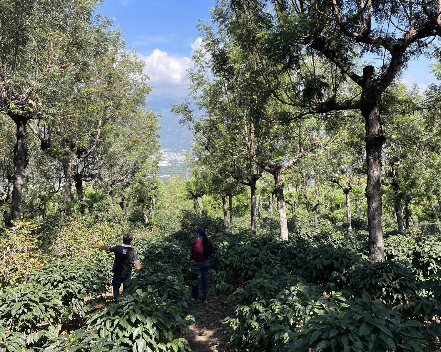 Two workers walking through shaded coffee plants on a hillside in Guatemala with mountains visible in the distance