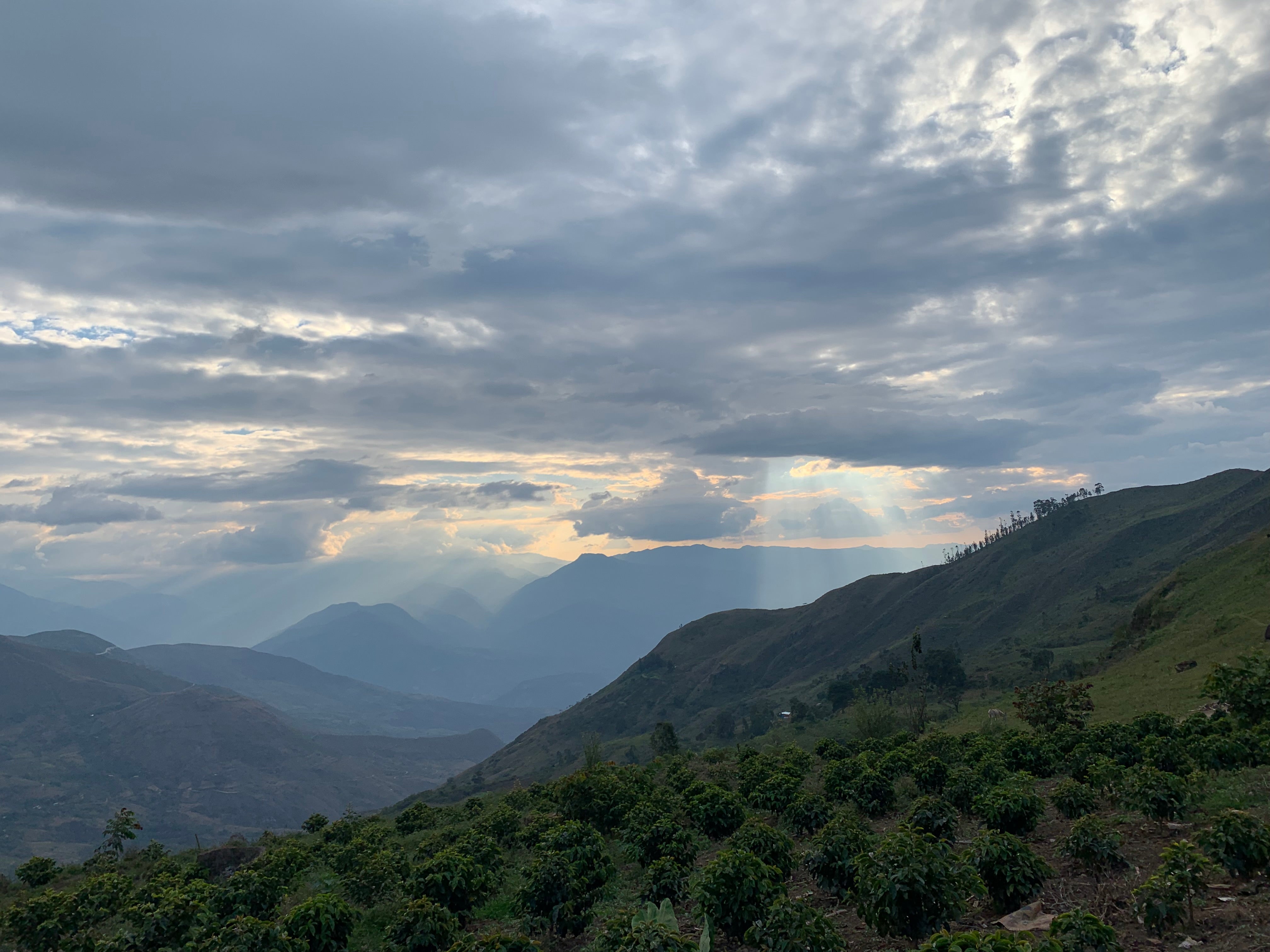 Rows of coffee plants on a Peruvian mountainside with sunbeams breaking through a cloudy sky over Andean valleys