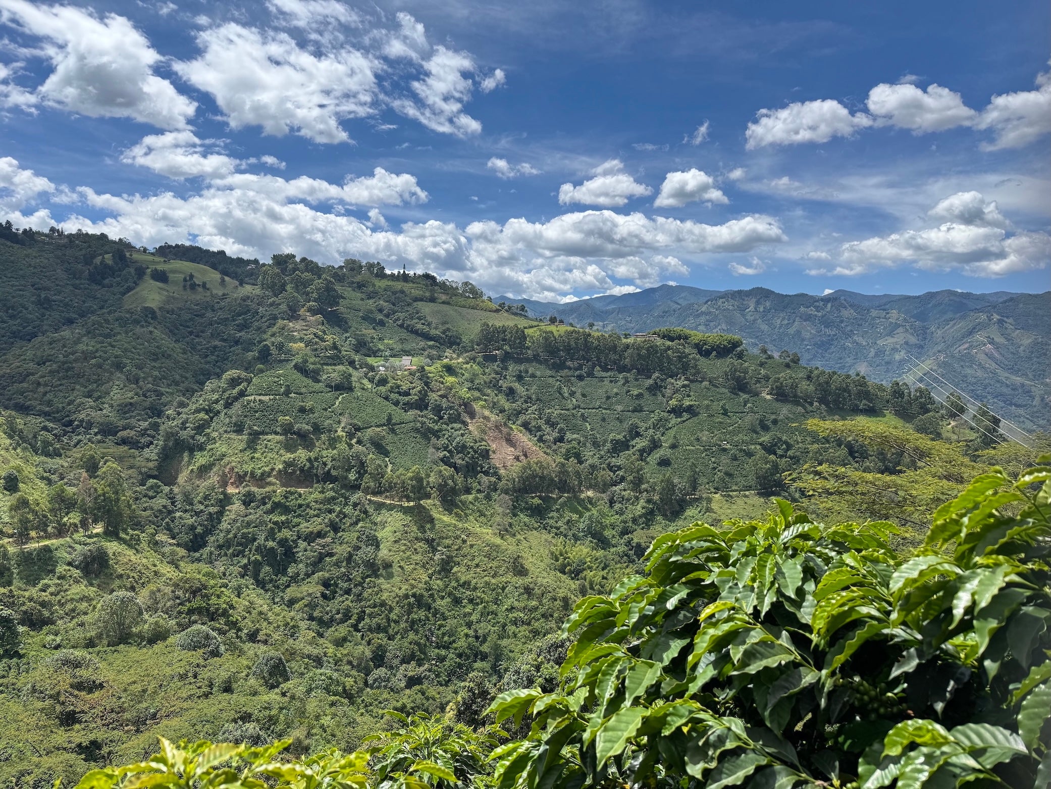 Coffee at origin in Santa Bárbara, Antioquia, Colombia