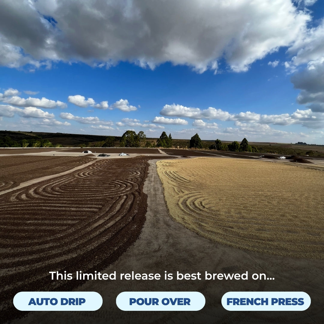 Coffee drying beds under blue sky, with overlaid text ‘This limited release is best brewed on... Auto drip, Pour over, French press’